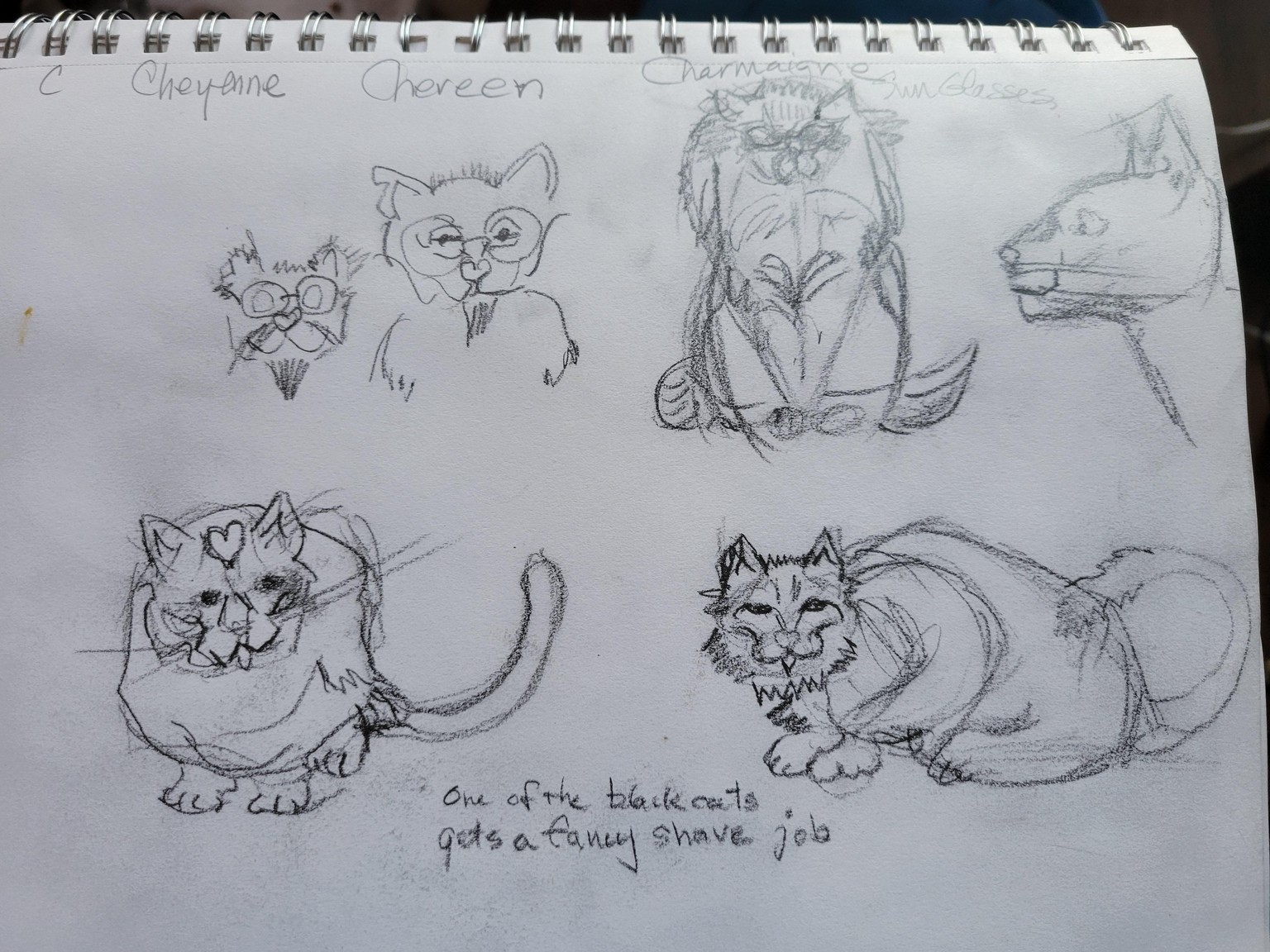 Cats and more Cats - image 4 - student project