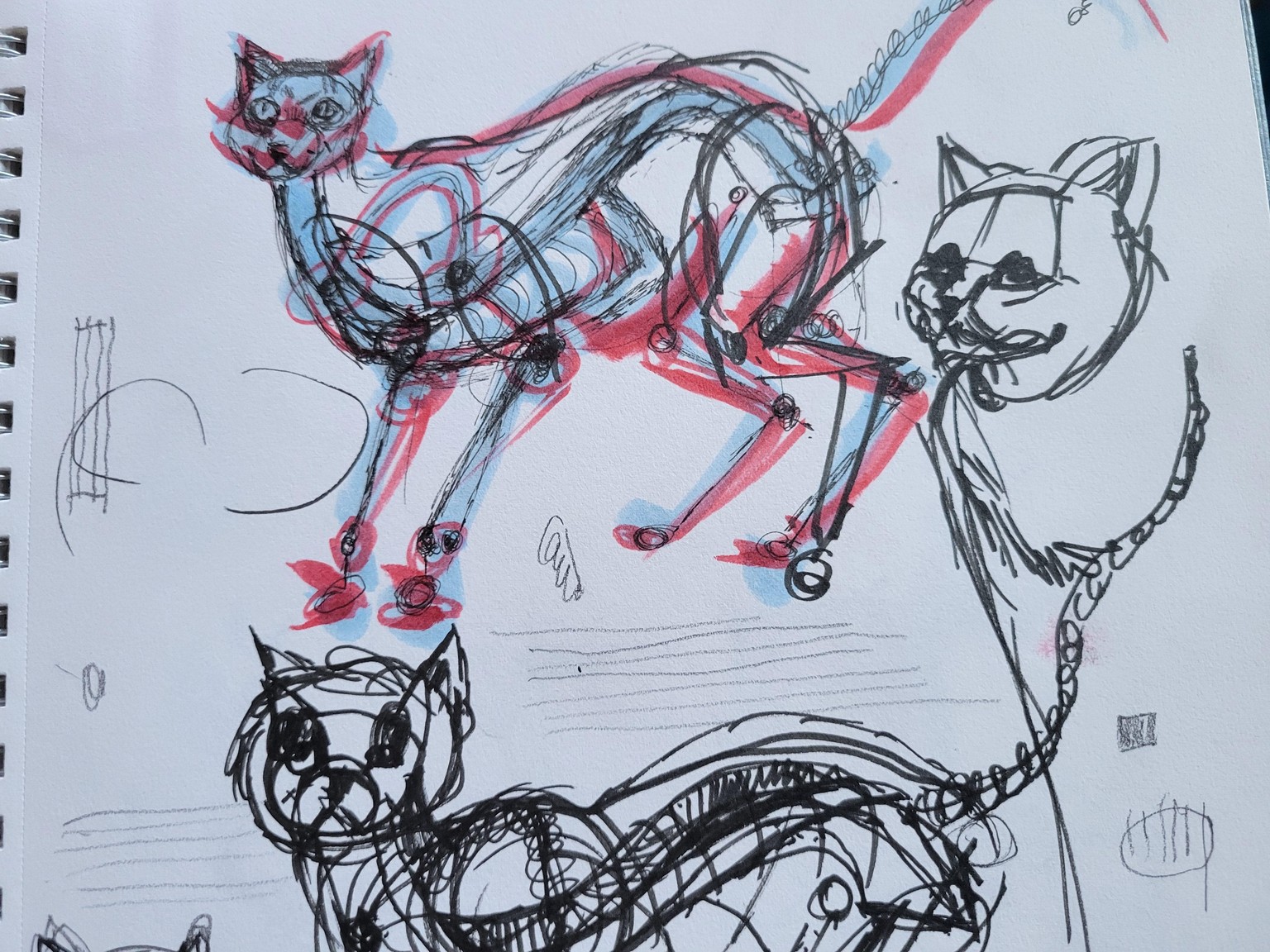 Cats and more Cats - image 1 - student project