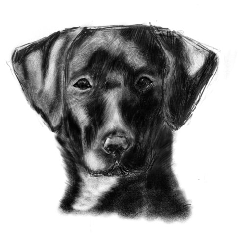 The best dog I’ve ever drawn! - image 1 - student project