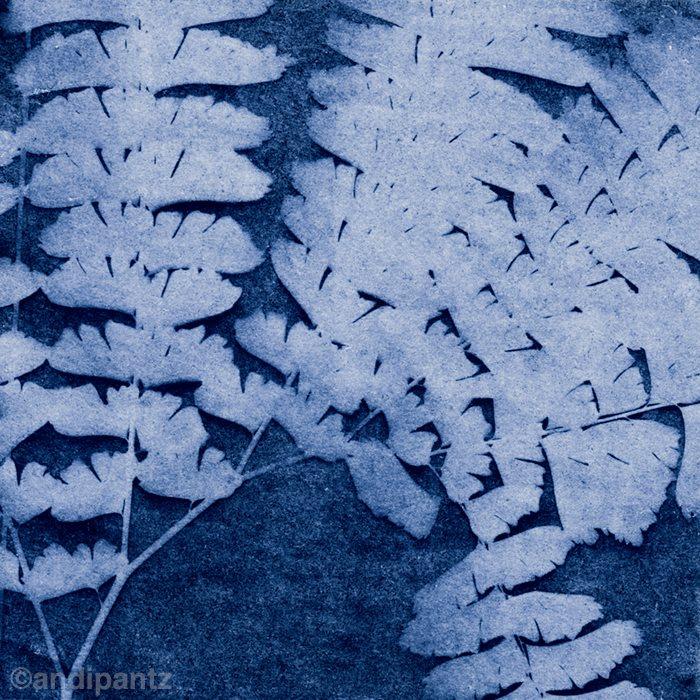 Sunprints - image 3 - student project