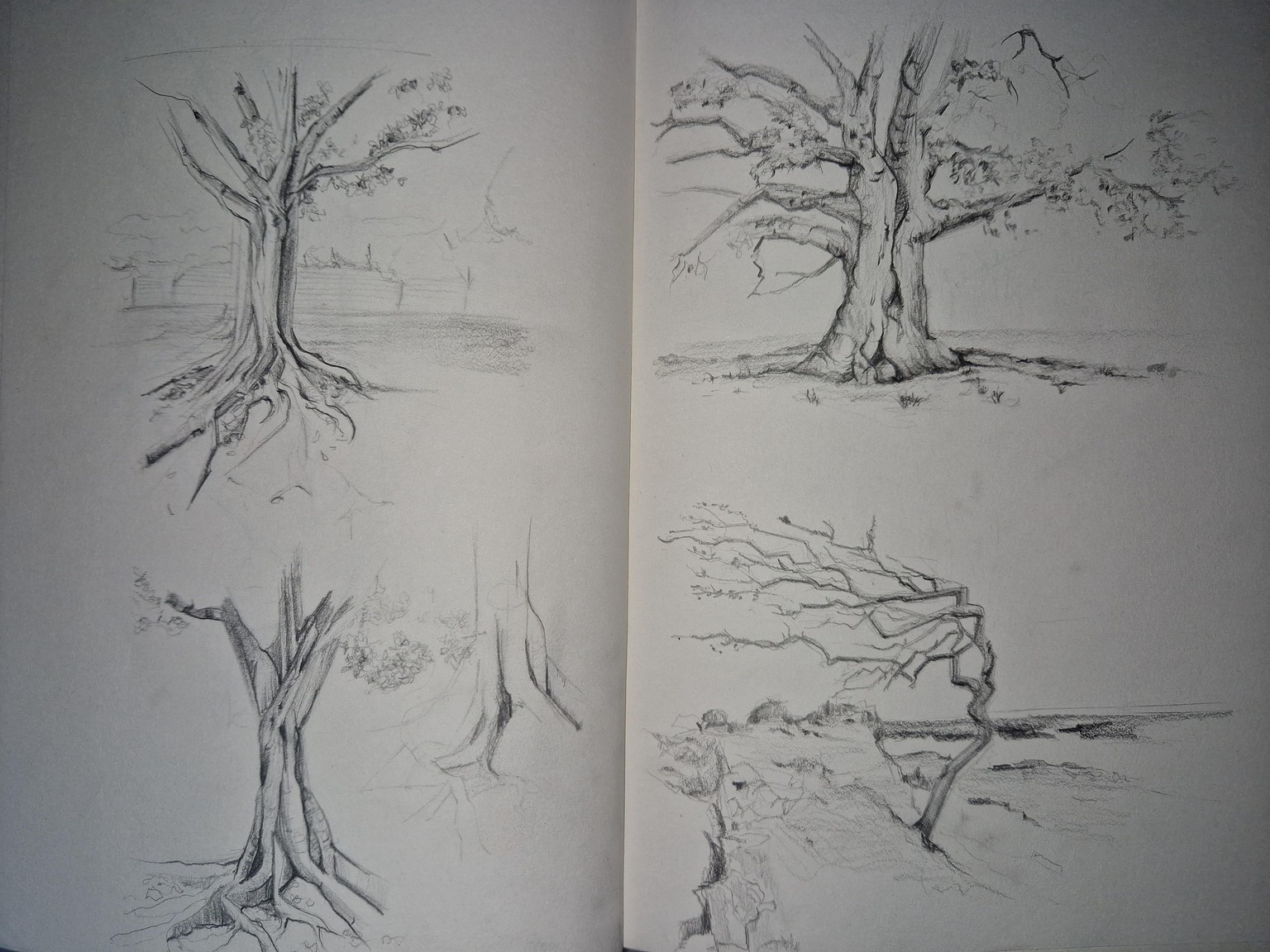 Excercise: drawing trees and rocks - image 1 - student project