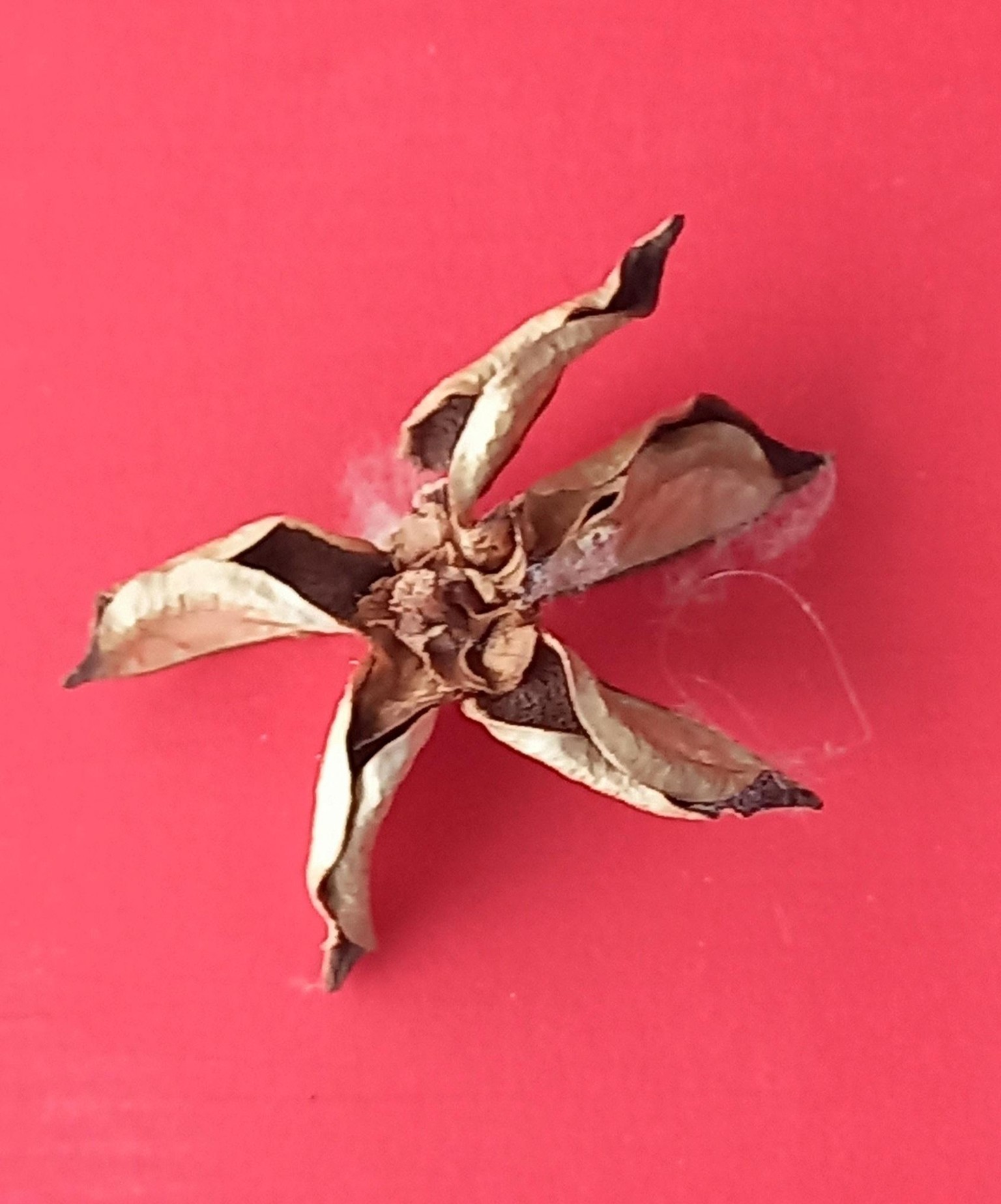 STAR - image 14 - student project