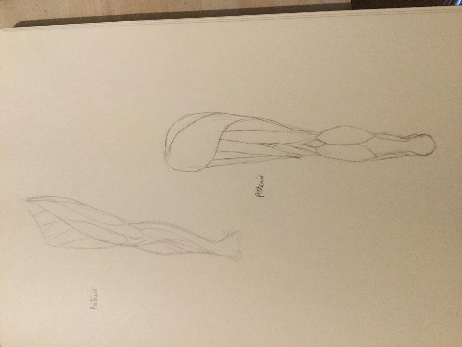 Anatomy of the leg - image 1 - student project