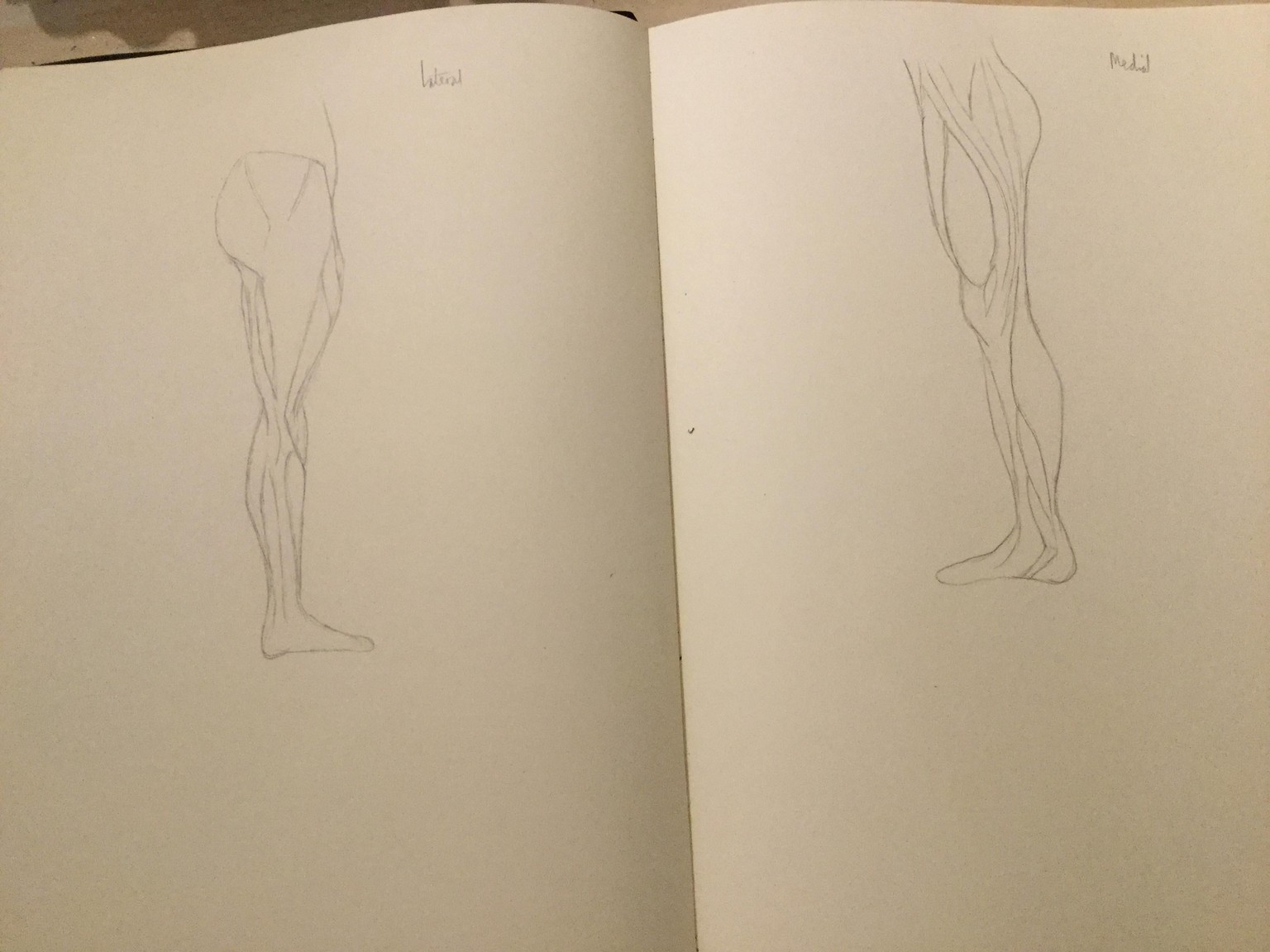 Anatomy of the leg - image 2 - student project