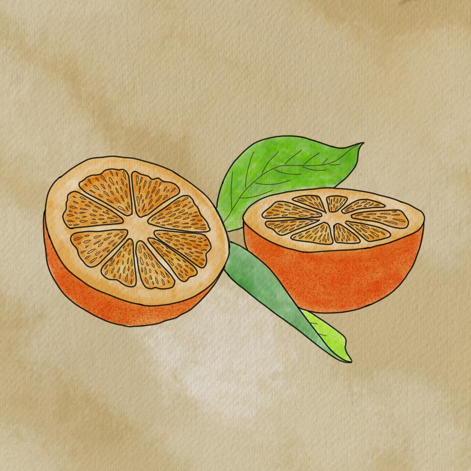 Watercolor Citrus fruit on procreate - image 1 - student project