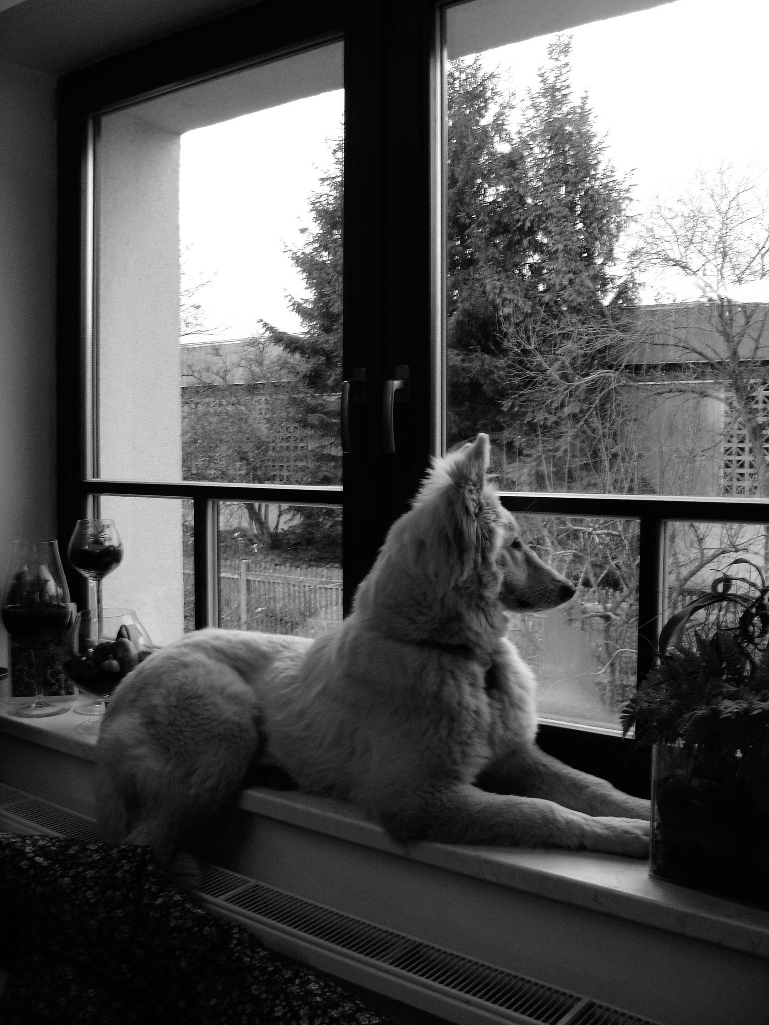 SAMPLE PROJECT - DOG DRINKING  A COFFEE - image 2 - student project
