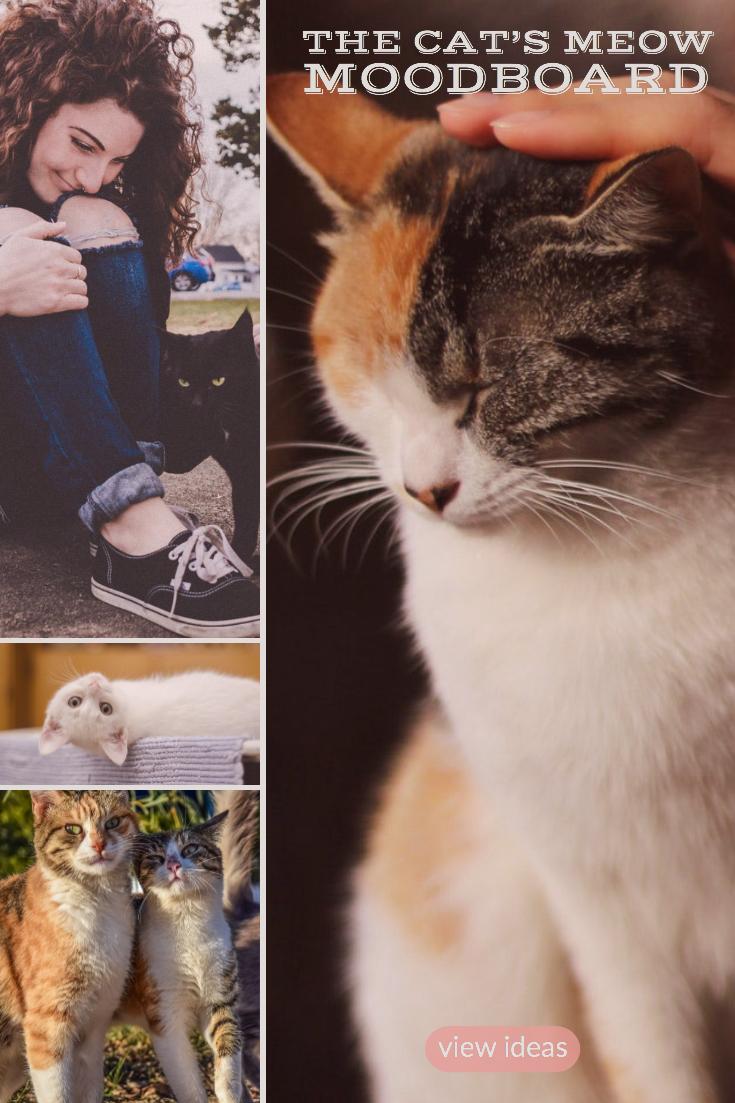 The Cat's Meow Moodboard - image 1 - student project