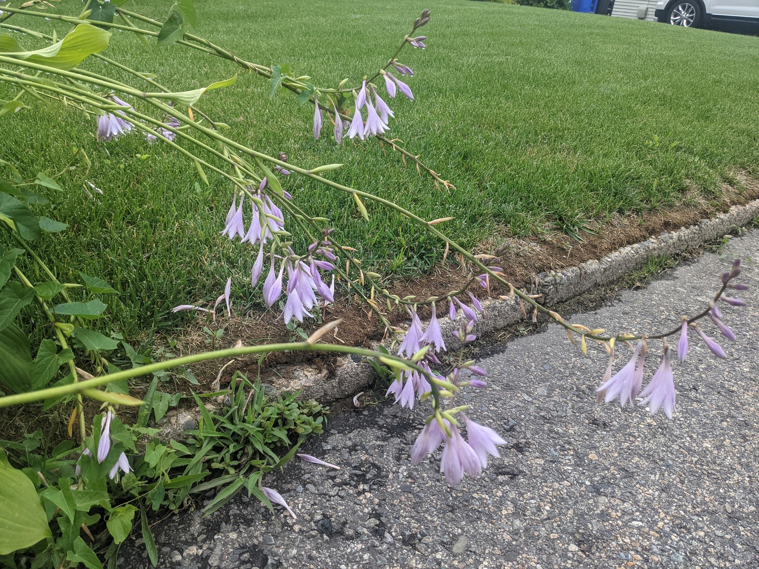 Urban Nature Journaling: 7 Days of Artistic Prompts - image 10 - student project