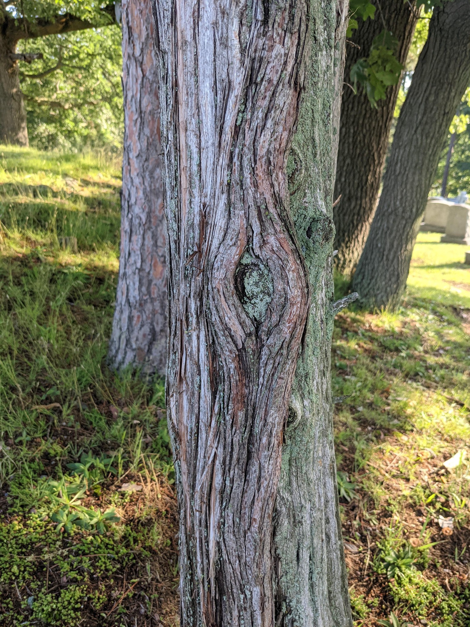 Urban Nature Journaling: 7 Days of Artistic Prompts - image 6 - student project