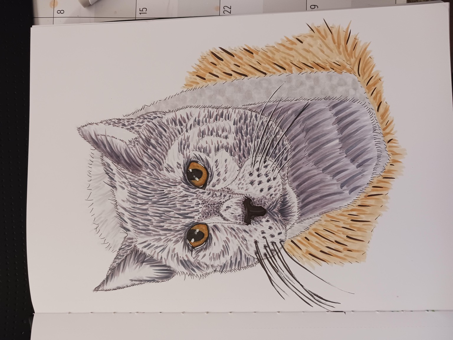 Moon the cat - image 1 - student project