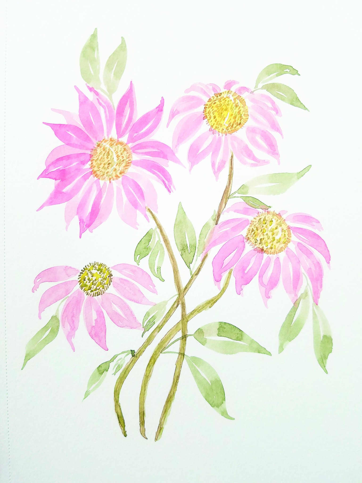 Cone Flowers - image 1 - student project