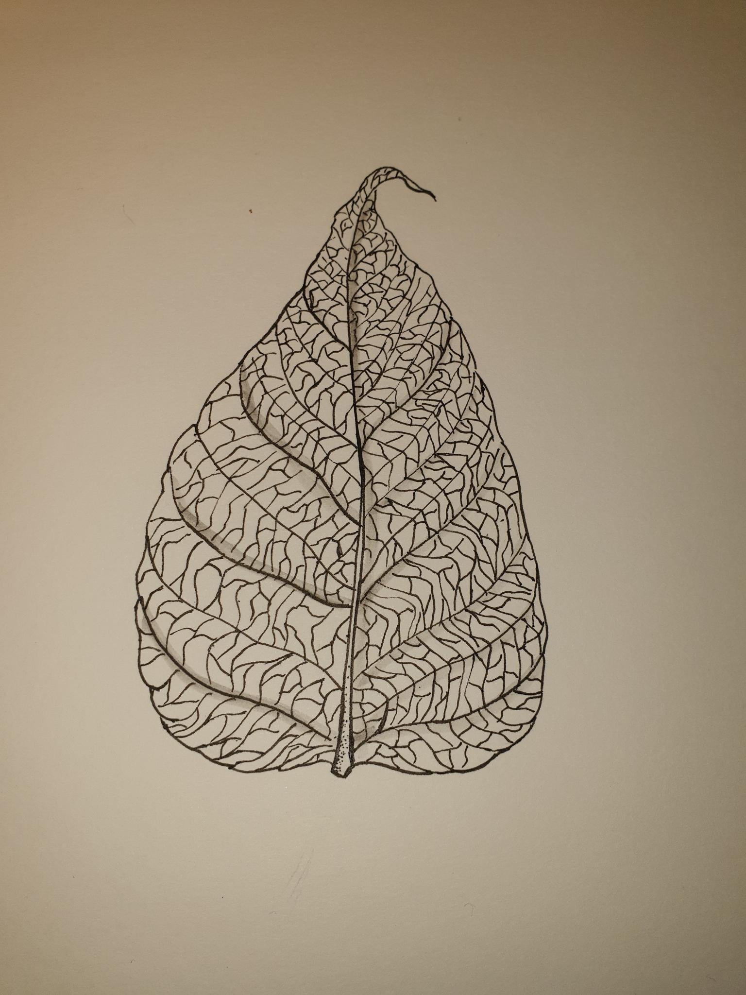 leaf - Pen Drawing of a Skeleton Leaf: Art Practice - image 1 - student project