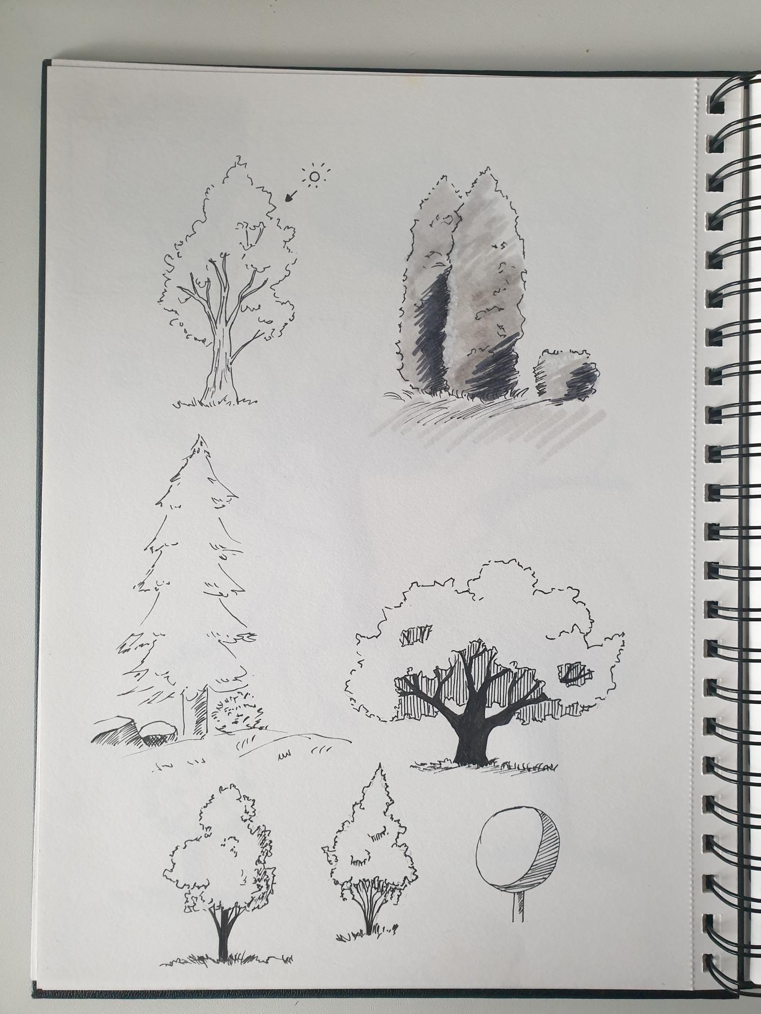 Sketching Nature with Sarah Burns - image 5 - student project