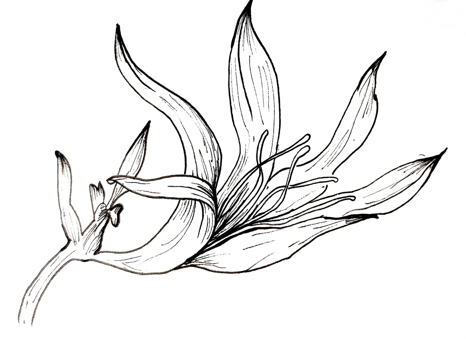 Floral Practice -- Line Drawing - image 1 - student project