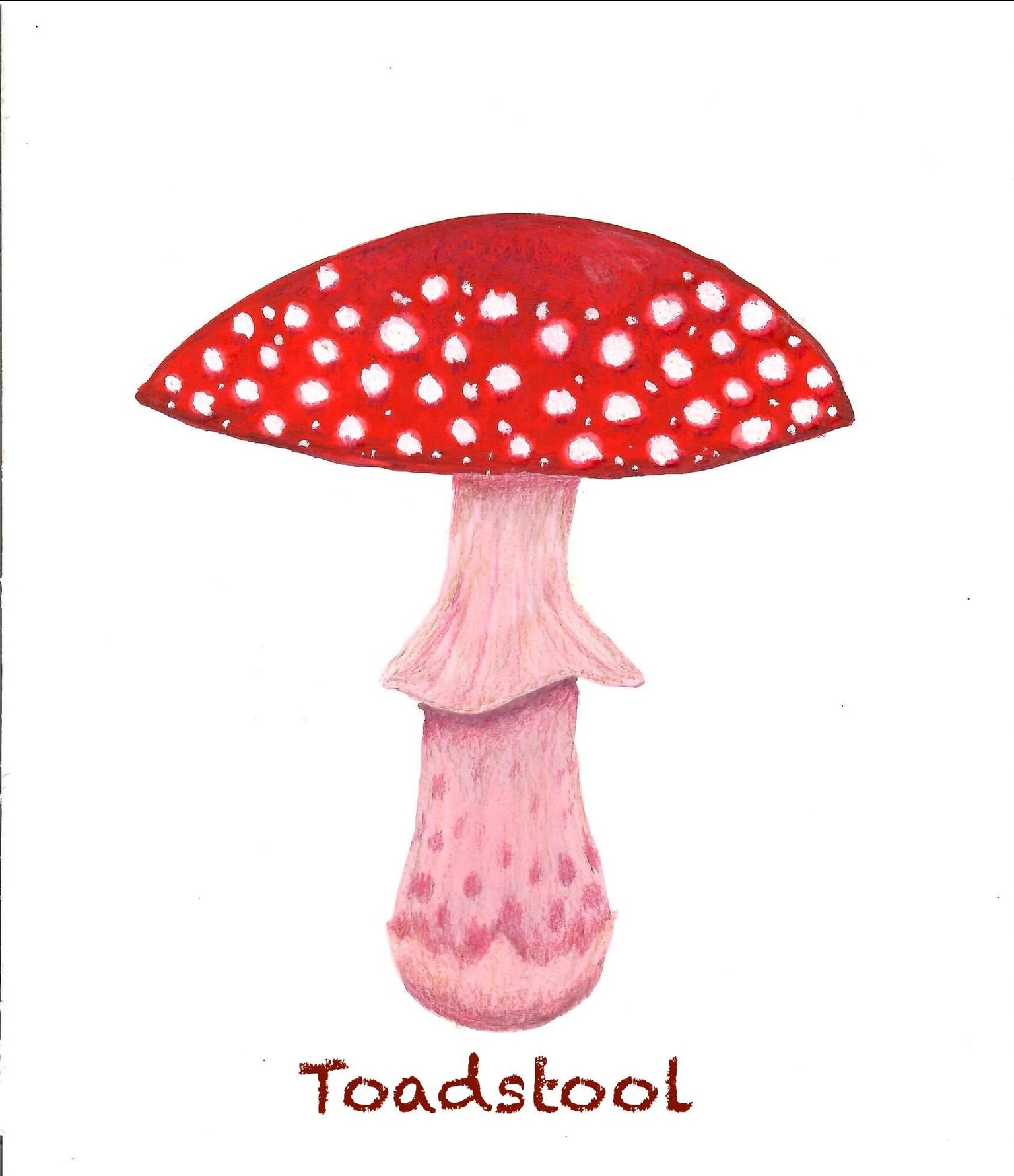 Mushrooms in Gouache - image 4 - student project