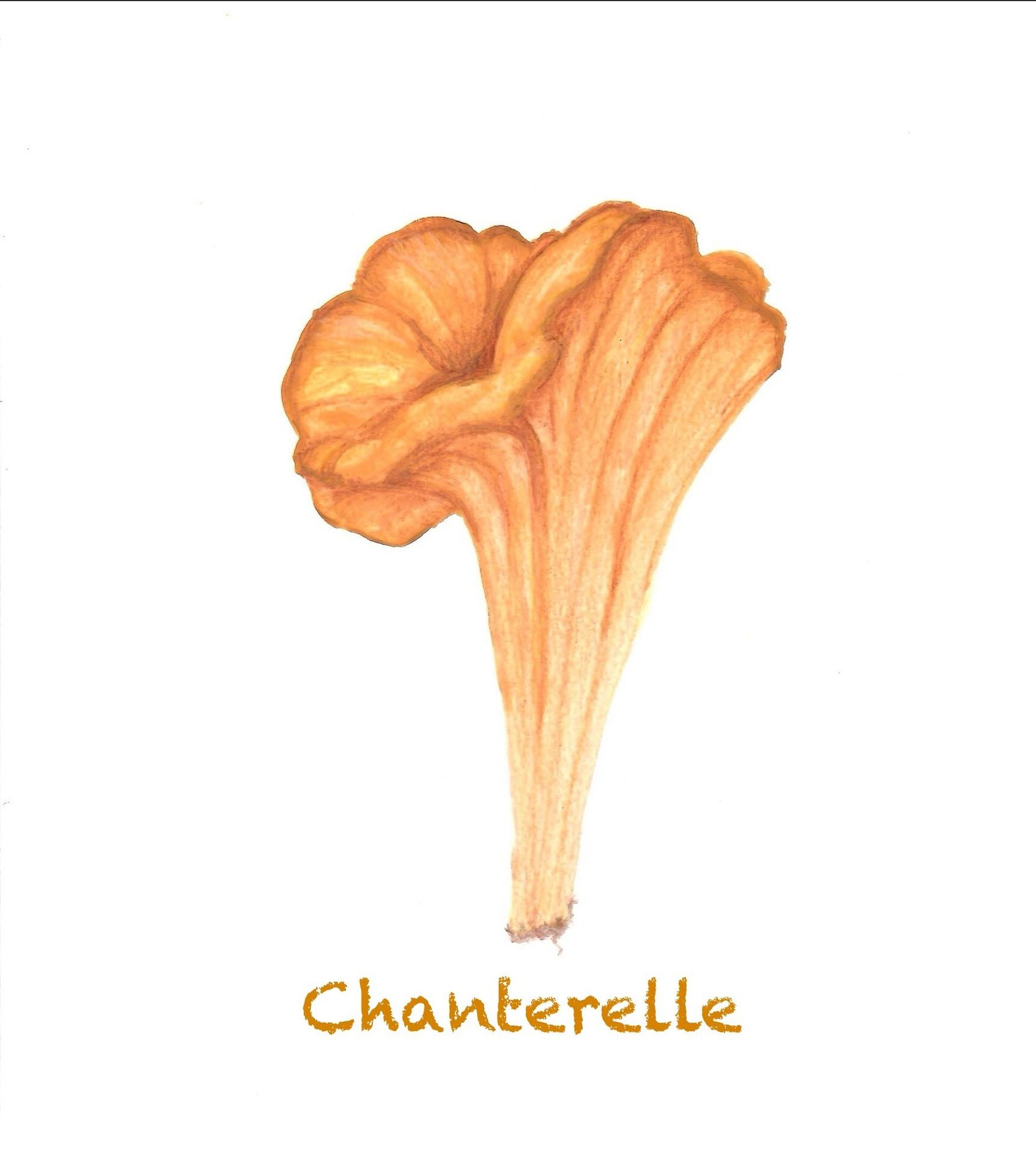 Mushrooms in Gouache - image 3 - student project