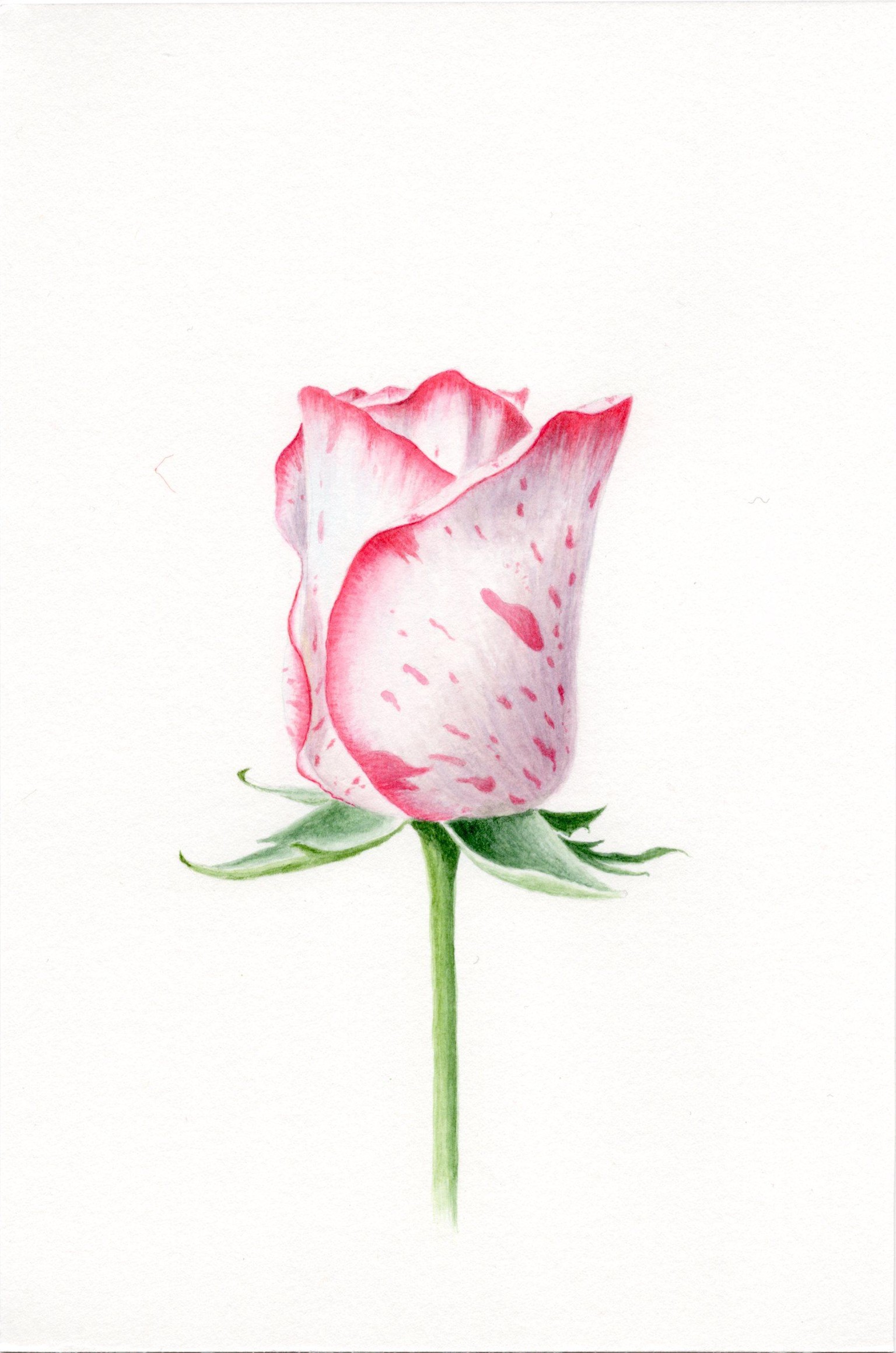 Realistic Rose - image 1 - student project