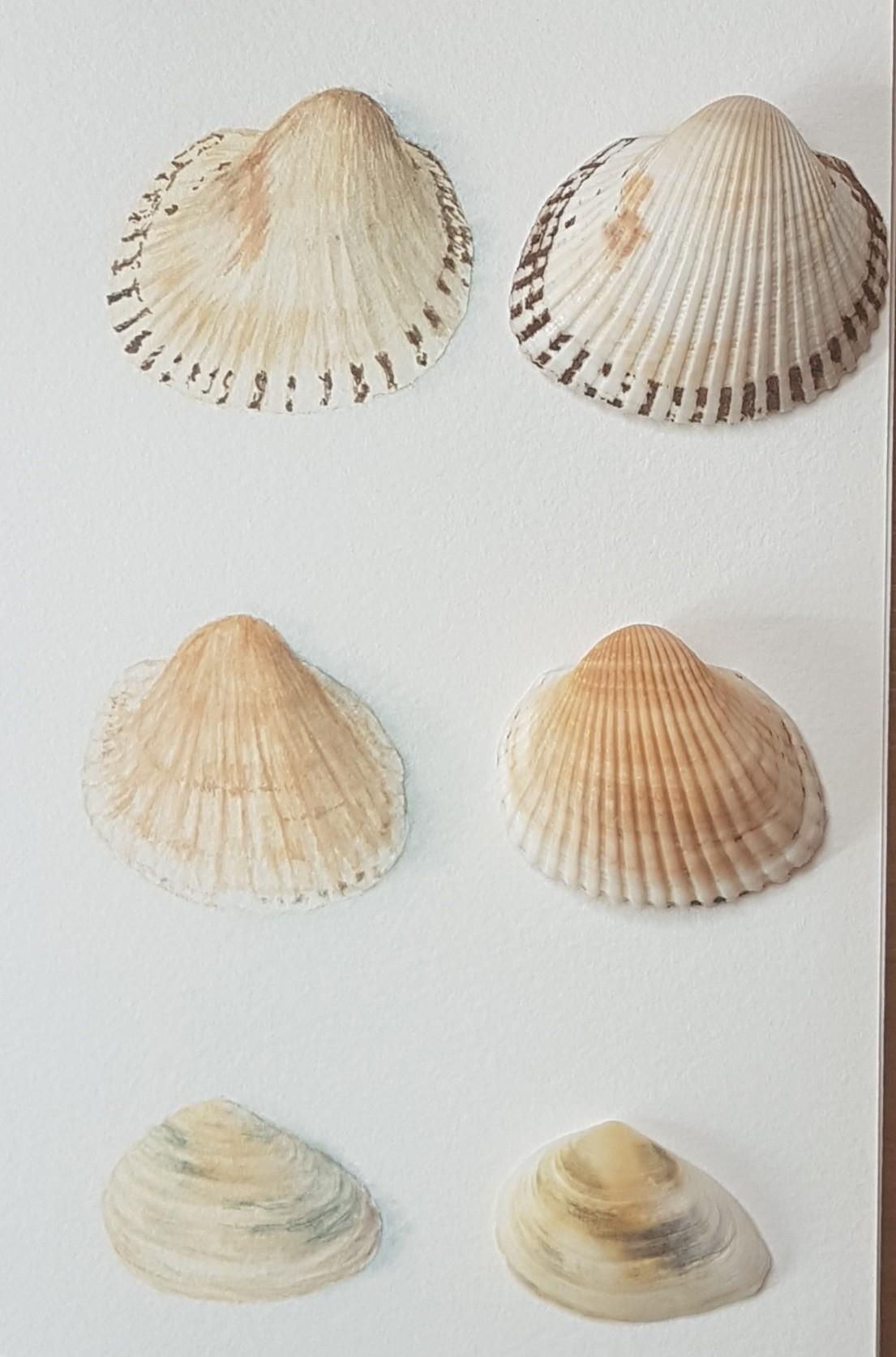 Seashells - image 1 - student project