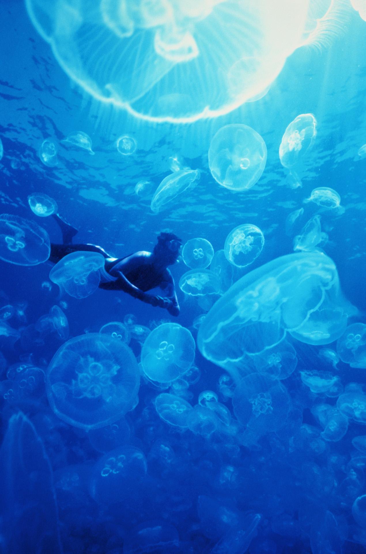 Wonderlust Inspiration - image 12 - student project