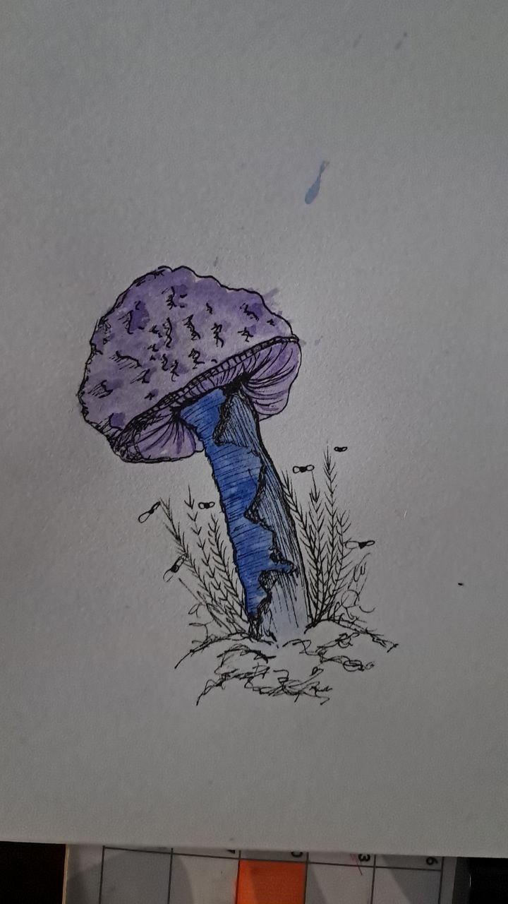 Mushrooms - image 1 - student project