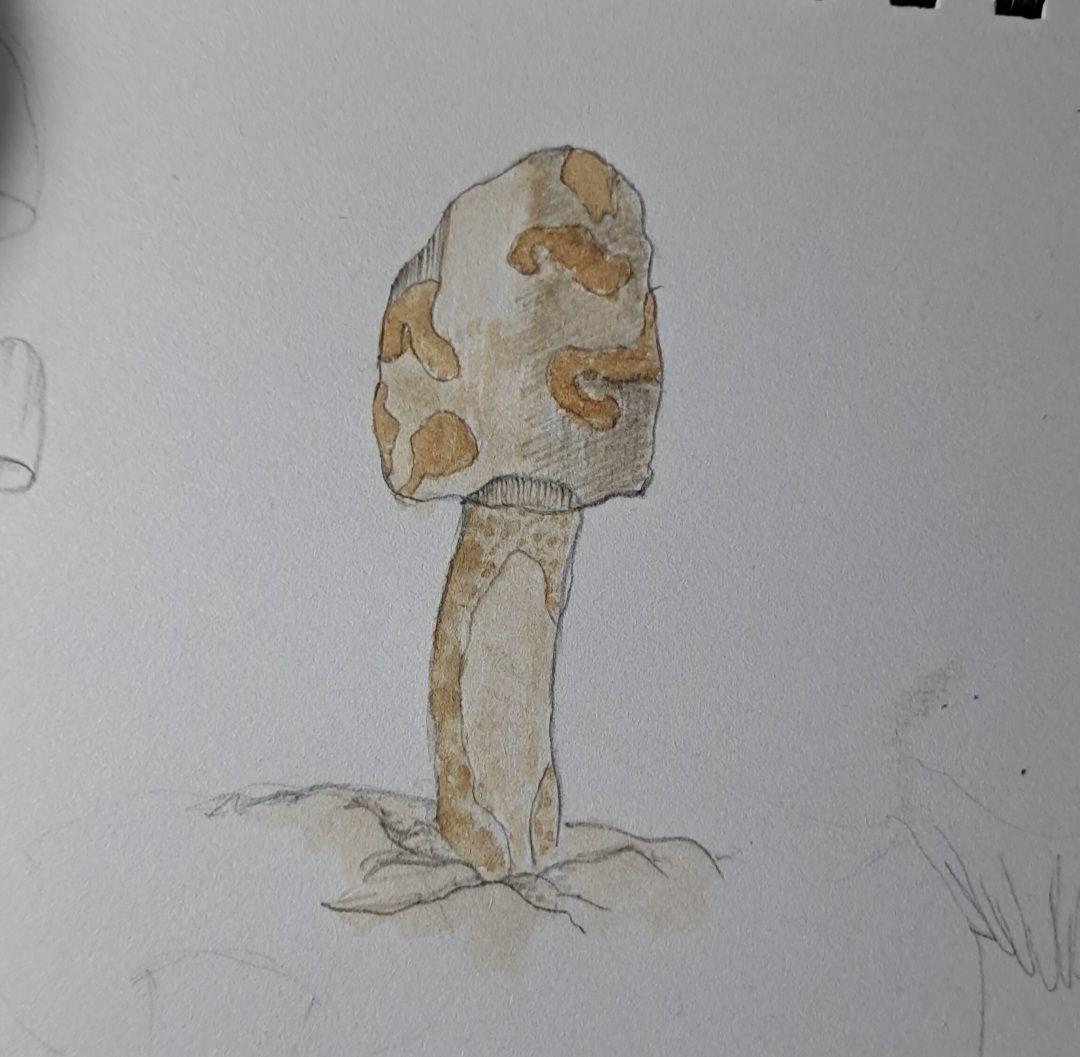 Mushrooms - image 5 - student project