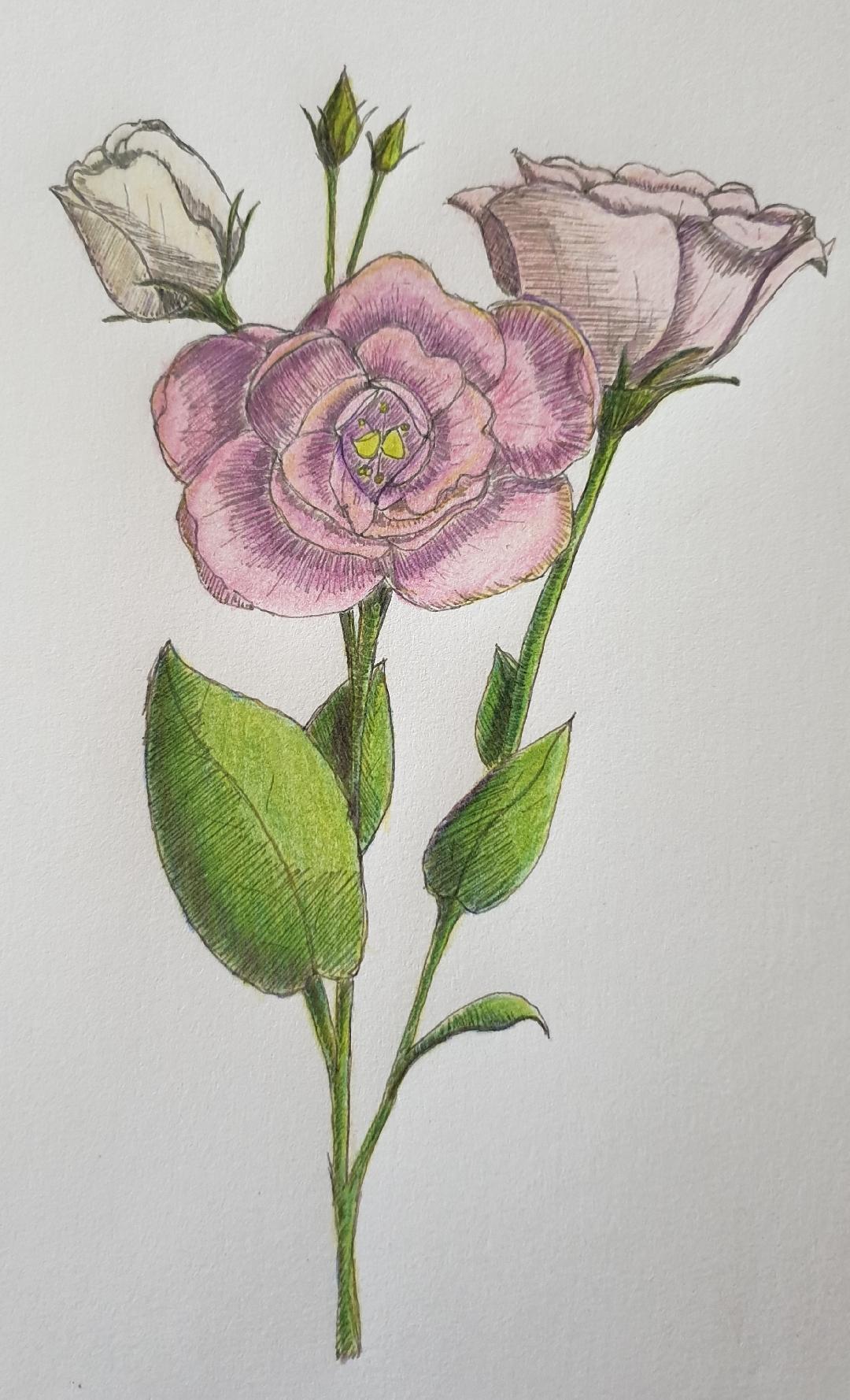 Creating a mixed media Floral Artwork using Pencils, Pens and Colored Pencils - image 3 - student project