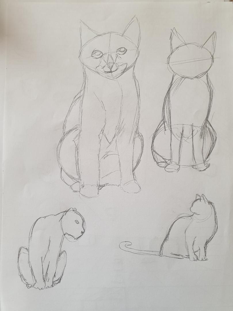 Animal study: drawing cats - image 3 - student project