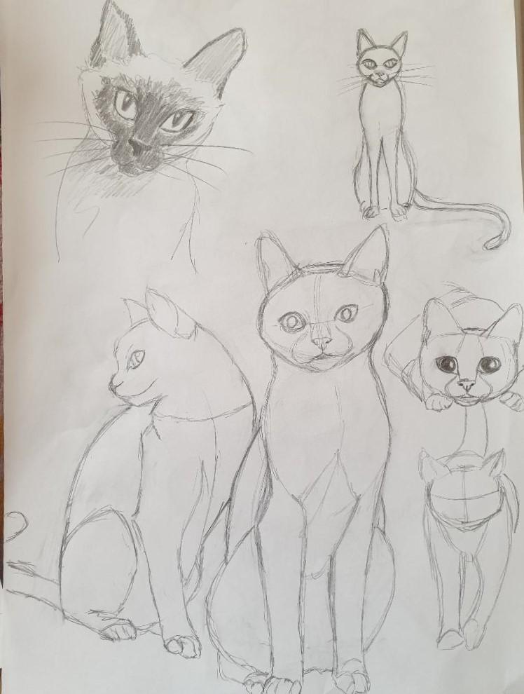 Animal study: drawing cats - image 1 - student project