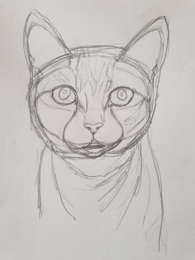 Animal study: drawing cats - image 4 - student project