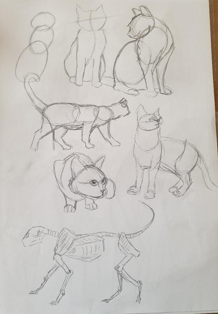 Animal study: drawing cats - image 2 - student project