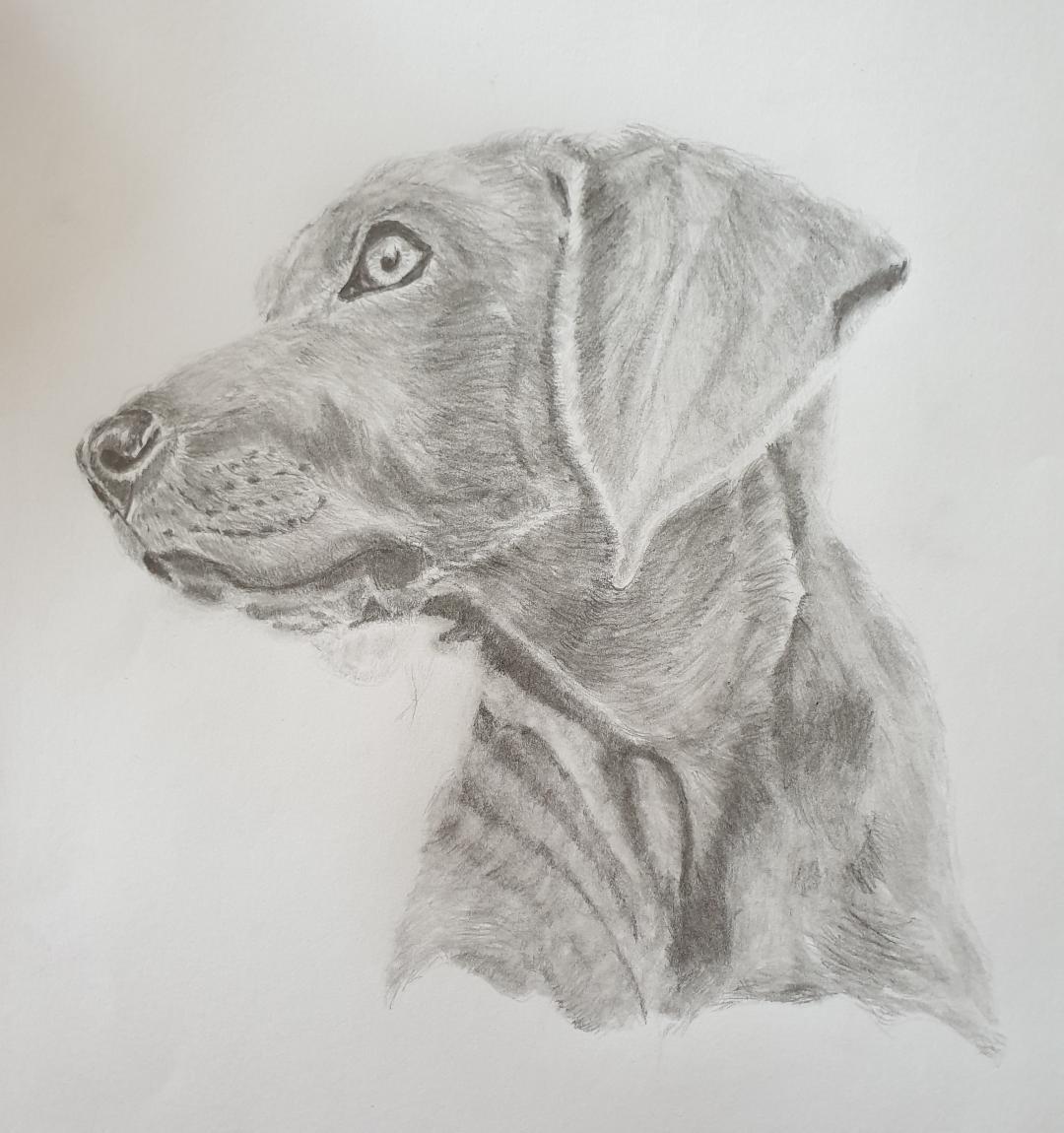 Dog Portrait - image 1 - student project