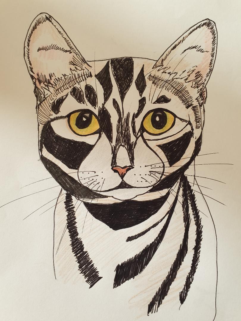 Animal study: drawing cats - image 6 - student project