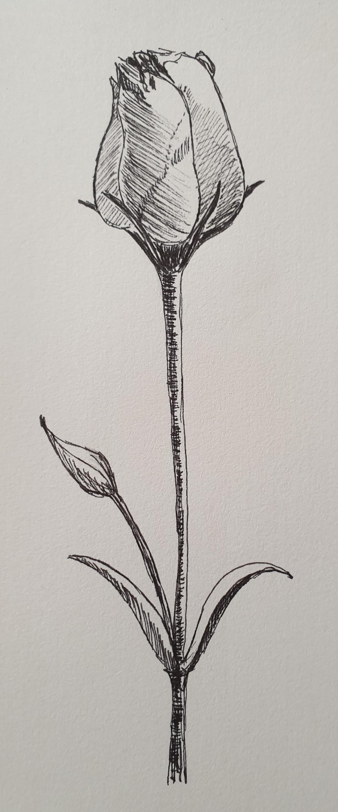 Creating a mixed media Floral Artwork using Pencils, Pens and Colored Pencils - image 1 - student project