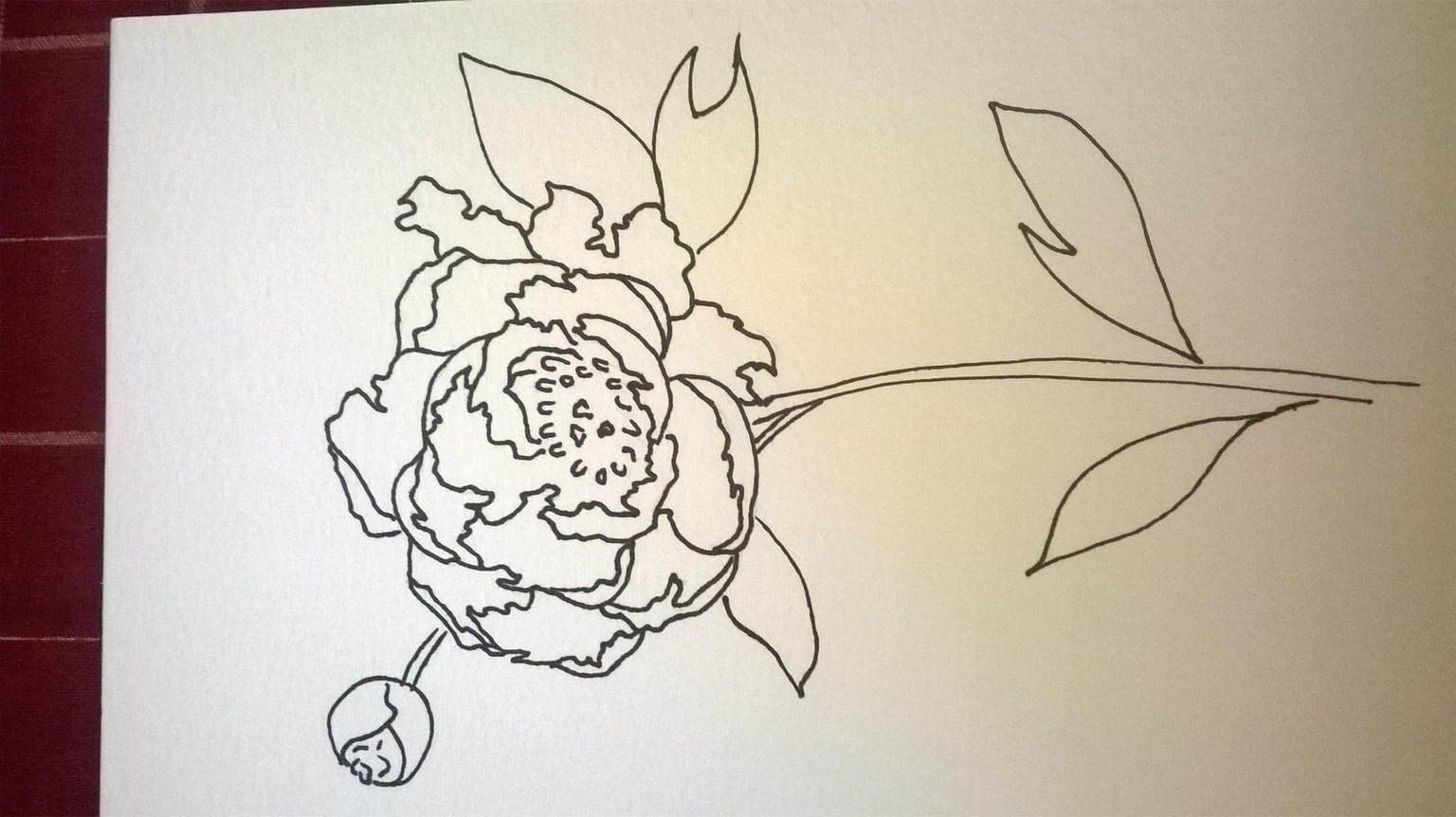 My Peony - image 1 - student project