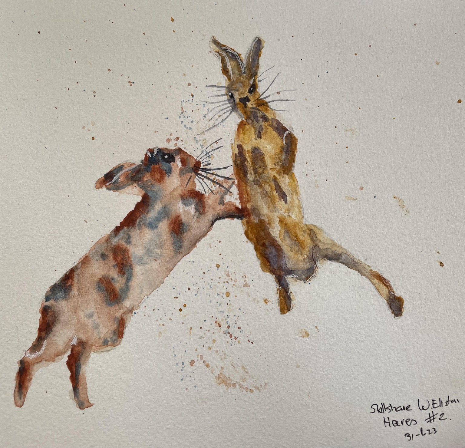 Hares fighting - image 4 - student project
