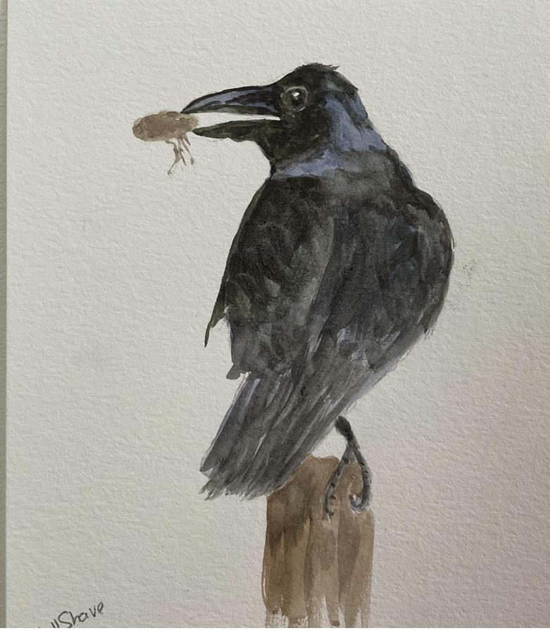 10 minute crows - image 2 - student project