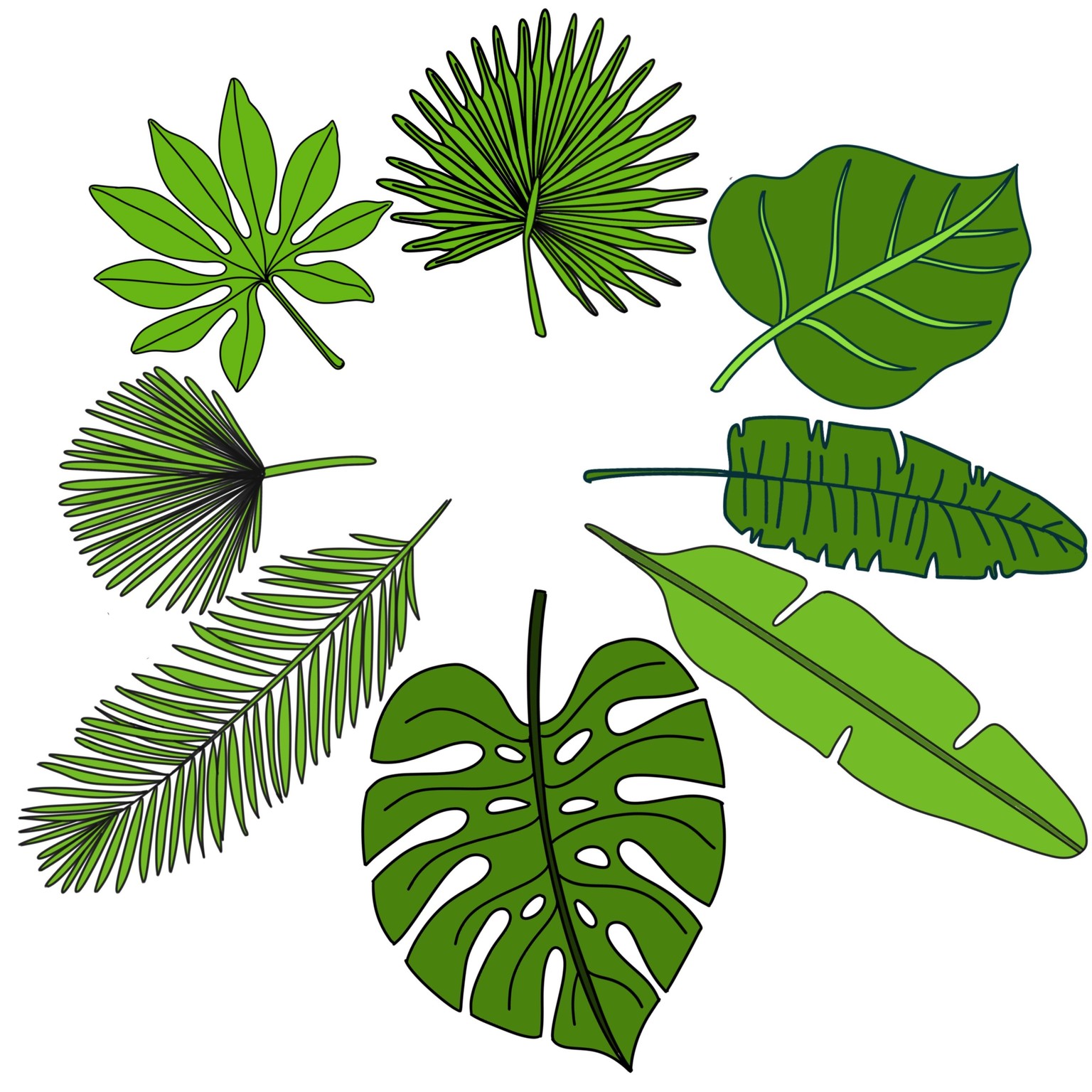 Tropical leaves - image 5 - student project