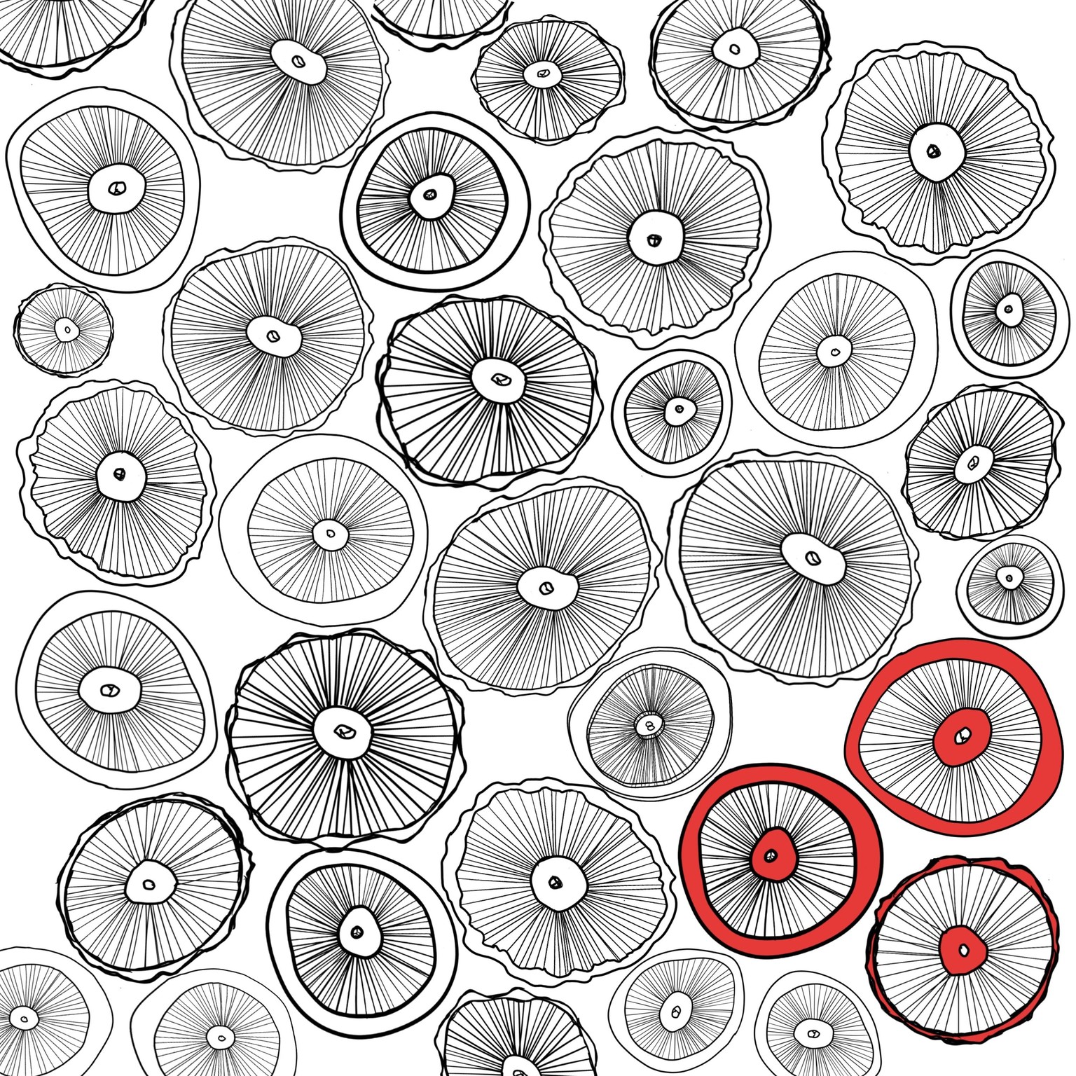 Patterns from nature - image 4 - student project