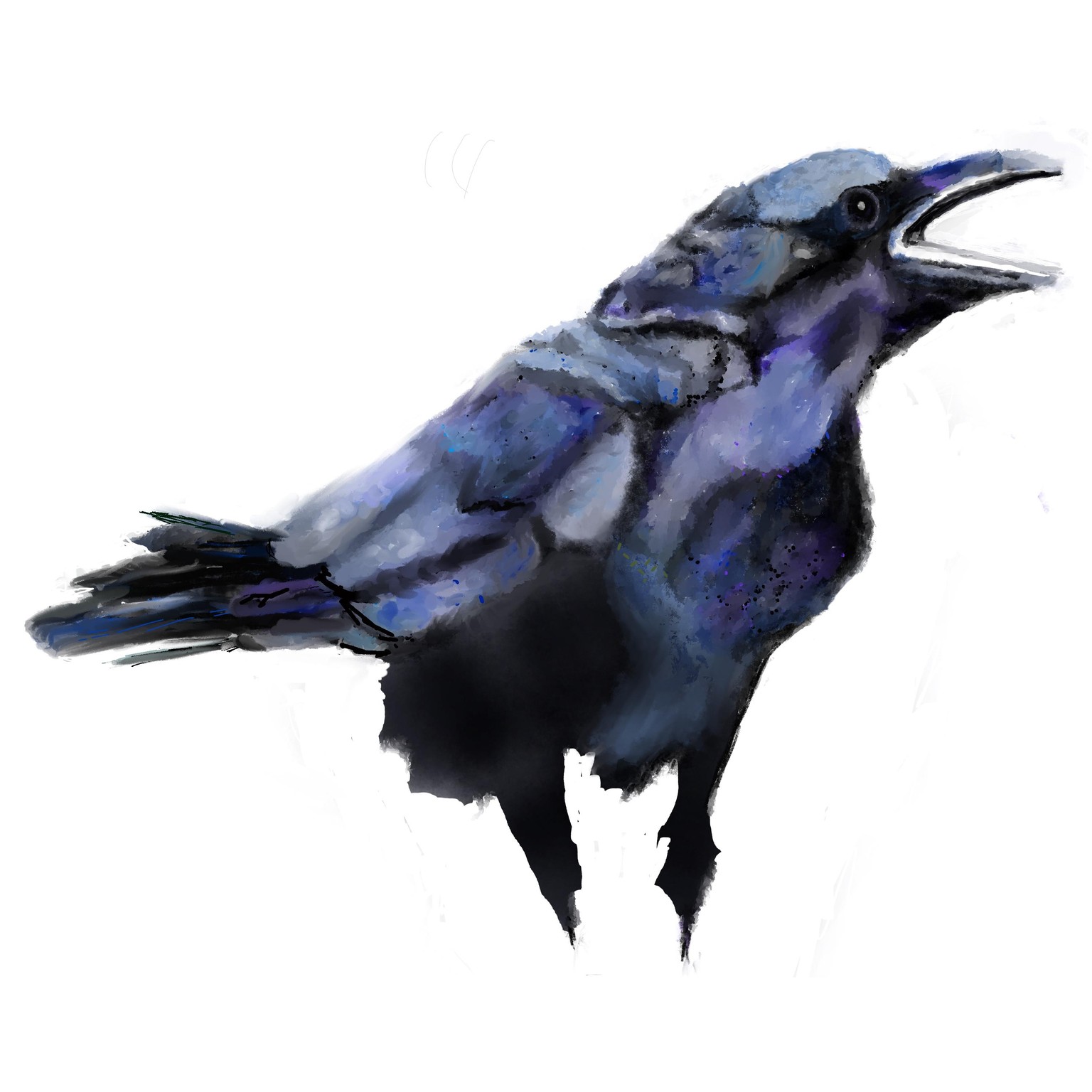 Robin thrush and raven - image 1 - student project