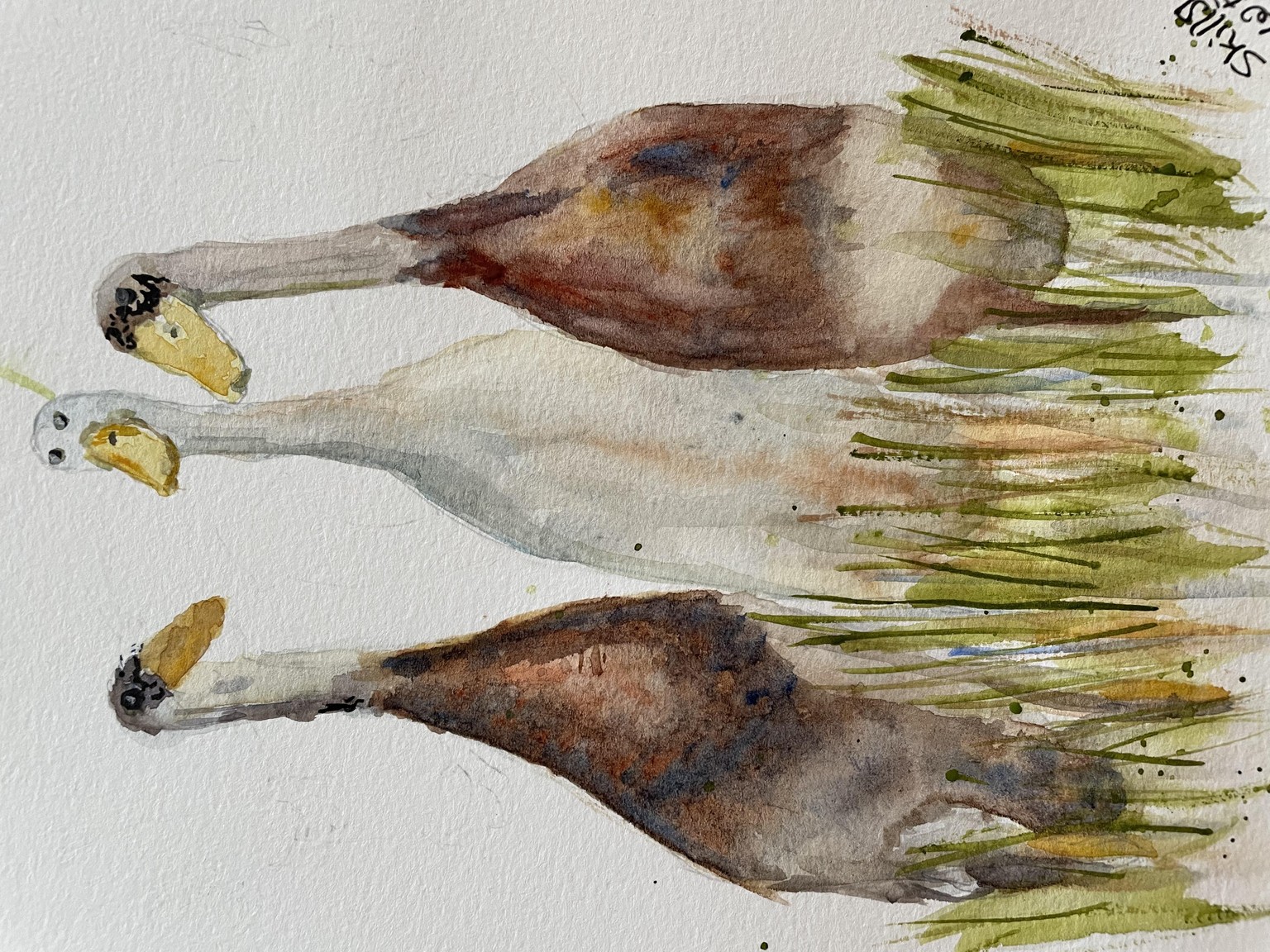 Runner ducks - image 4 - student project