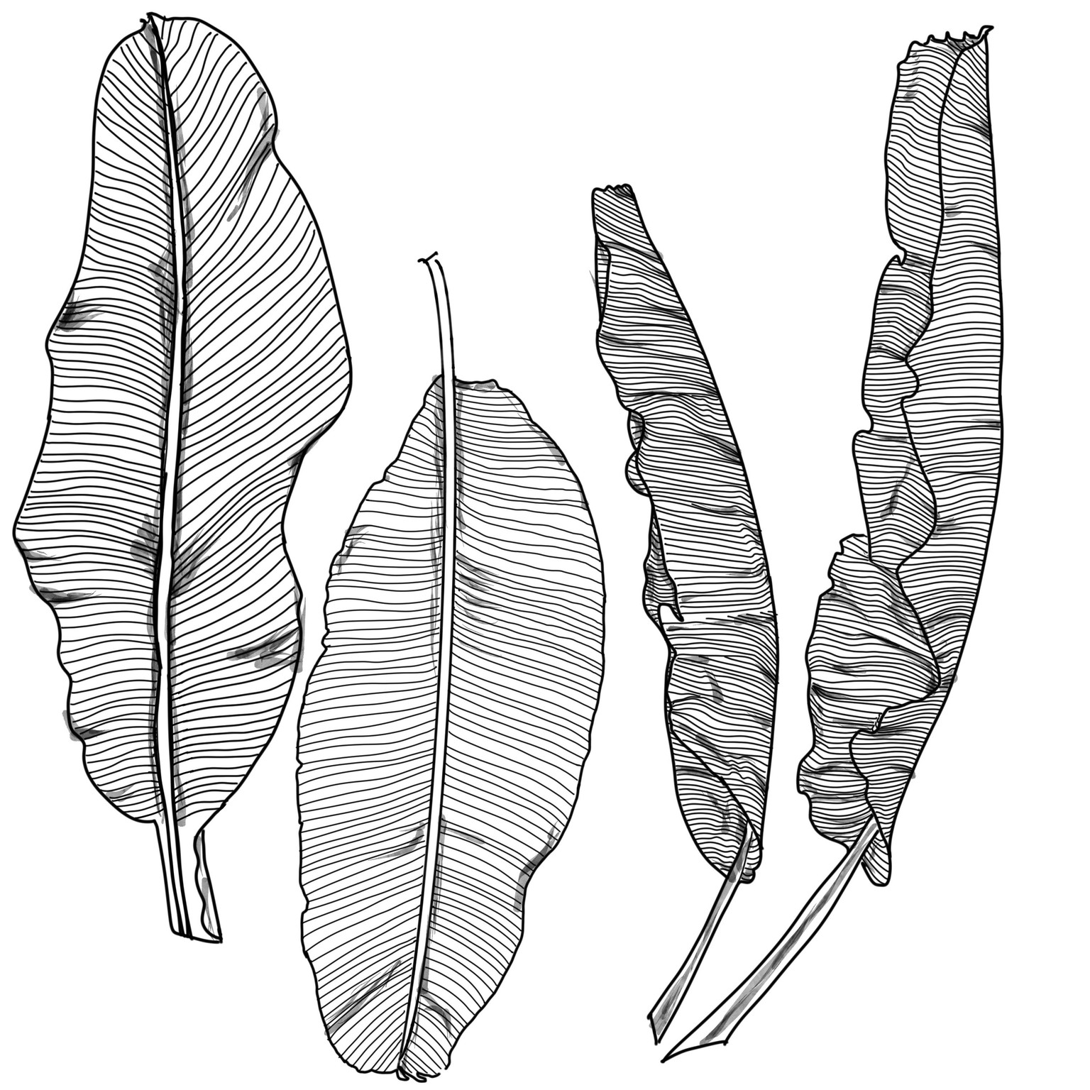 Tropical leaves - image 4 - student project