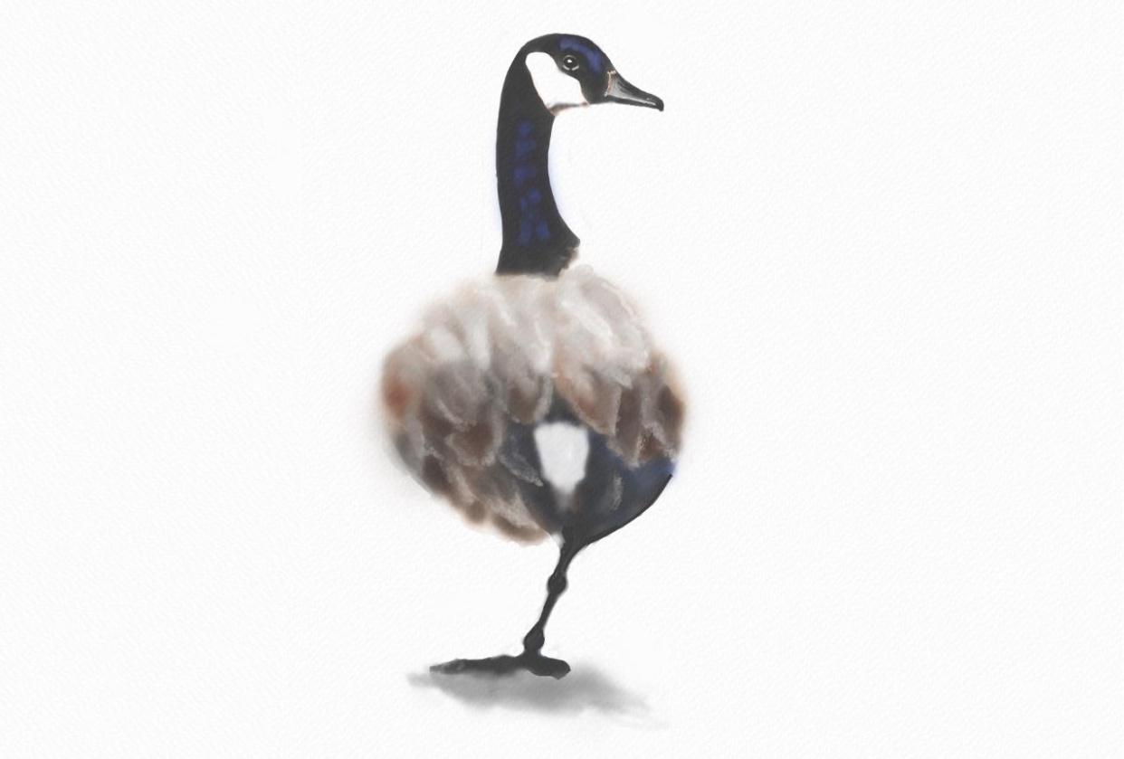 Canadian Goose - image 1 - student project