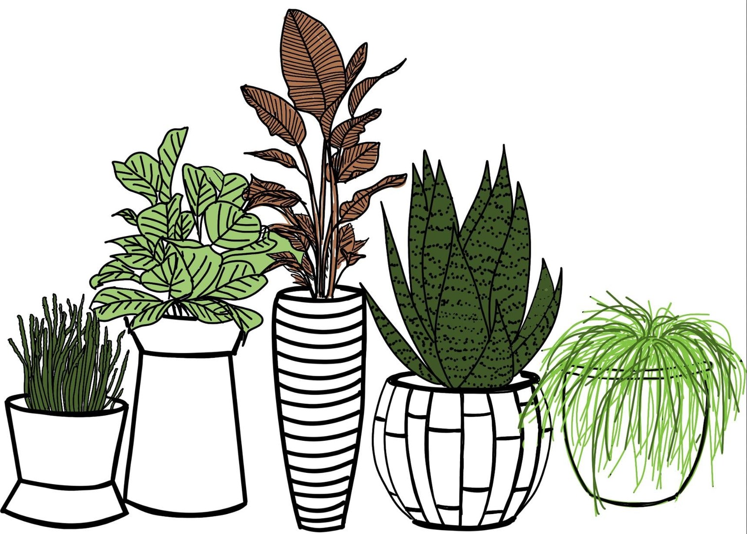 Plants ' - image 7 - student project