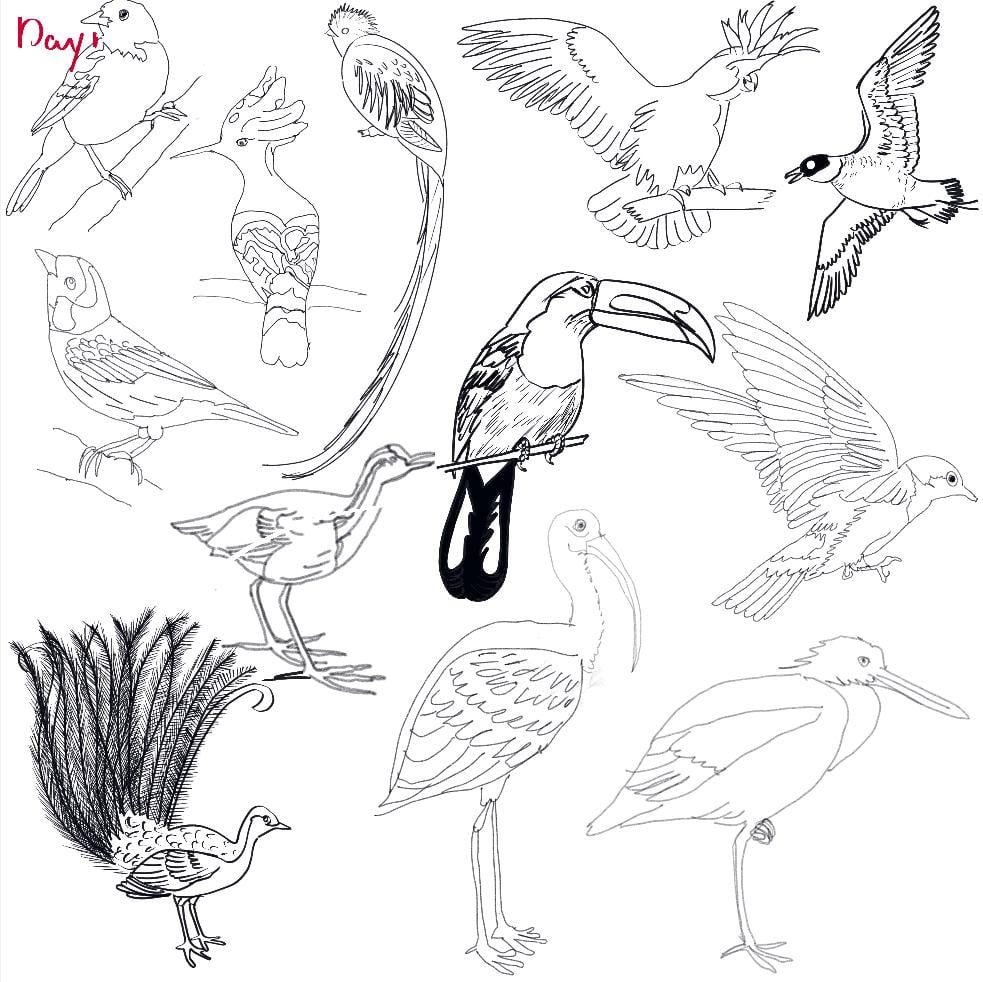 Birds, birds, birds, ……. . - image 12 - student project