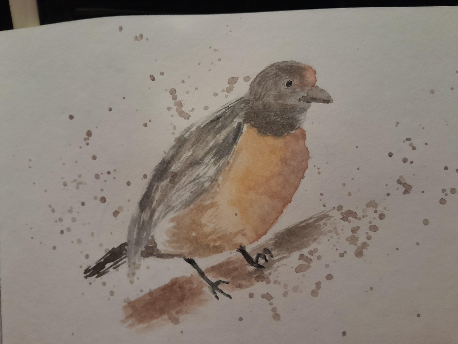 Aves - image 1 - student project