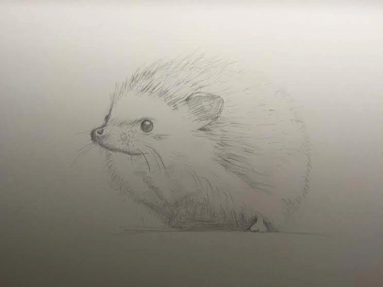 Hedgehog - image 2 - student project