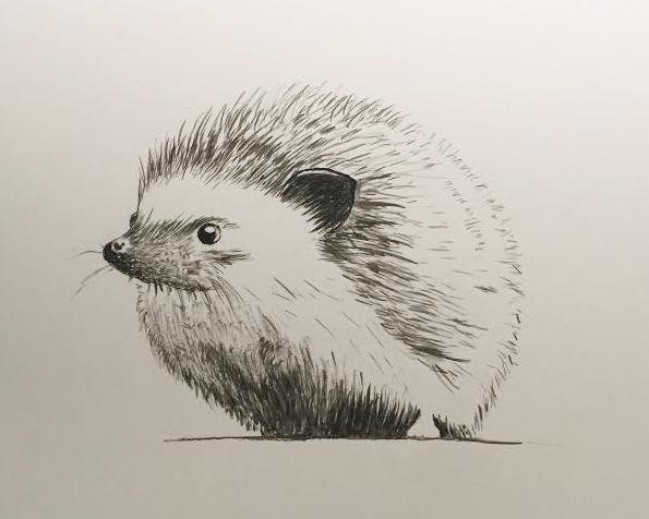 Hedgehog - image 3 - student project