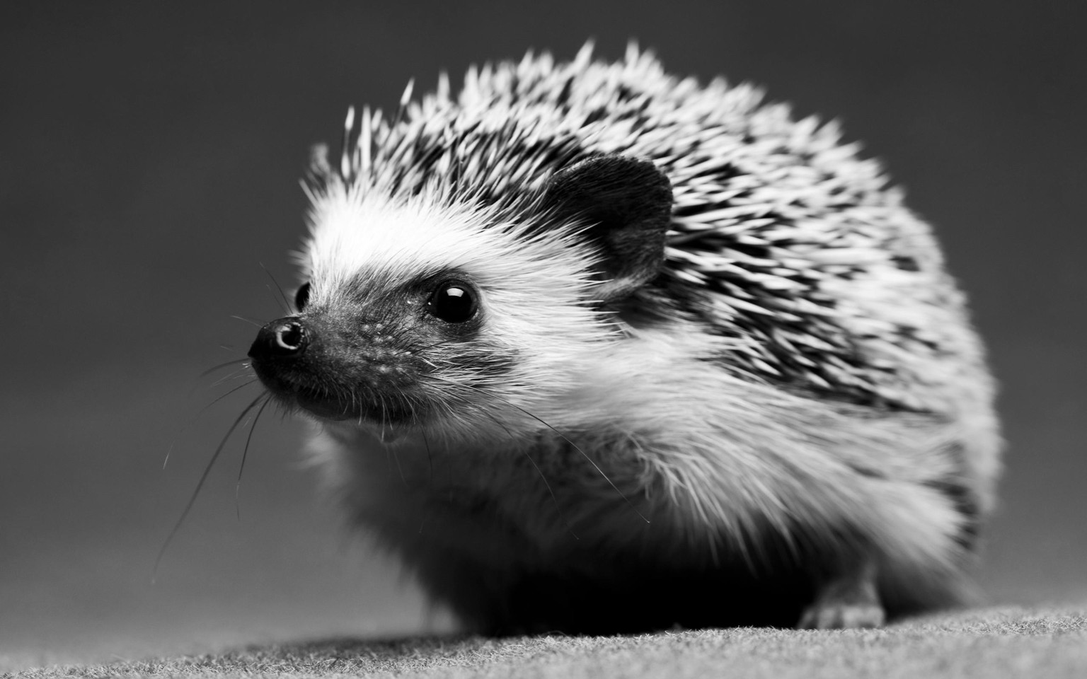 Hedgehog - image 1 - student project