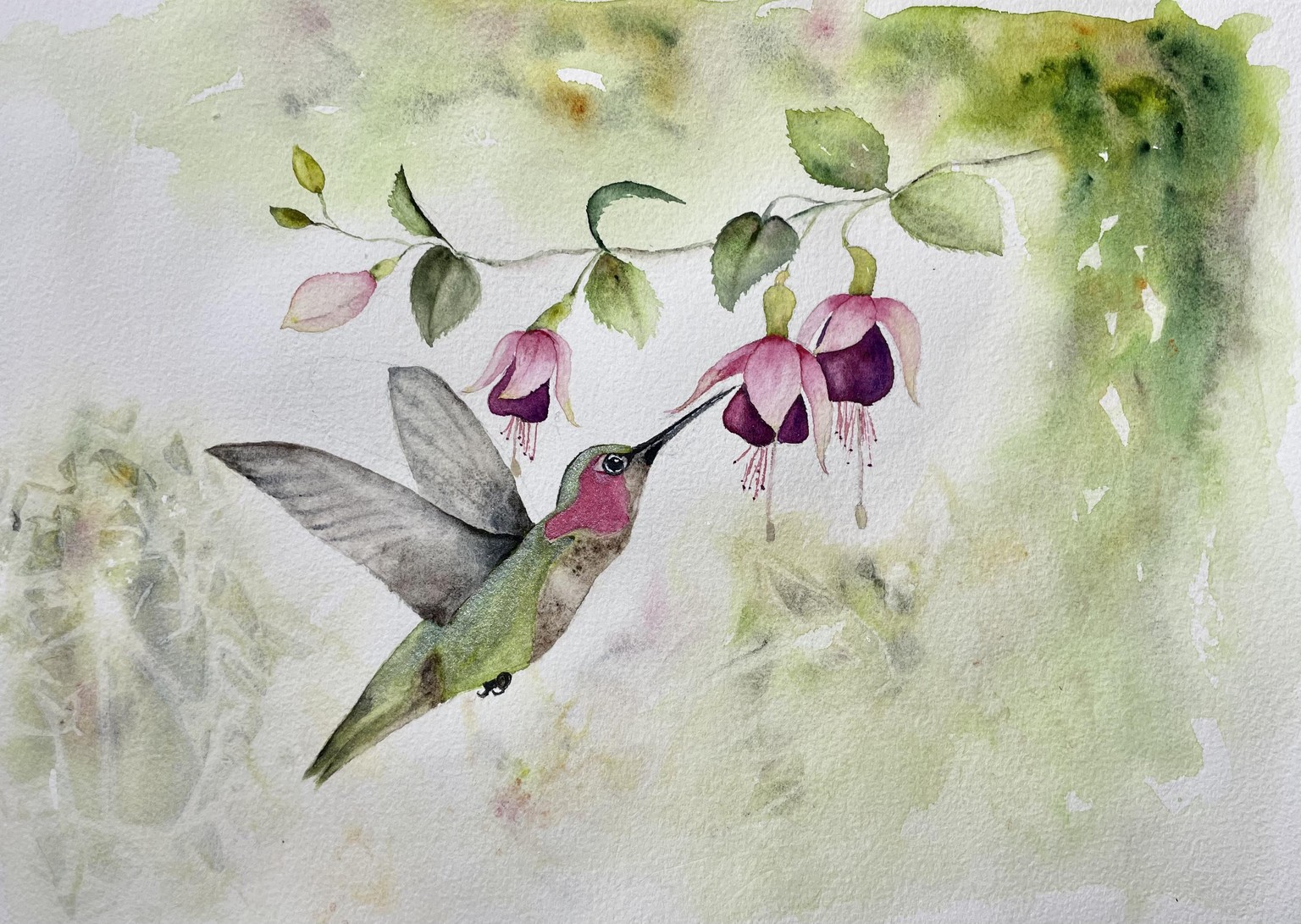 Anna’s hummingbird - image 1 - student project