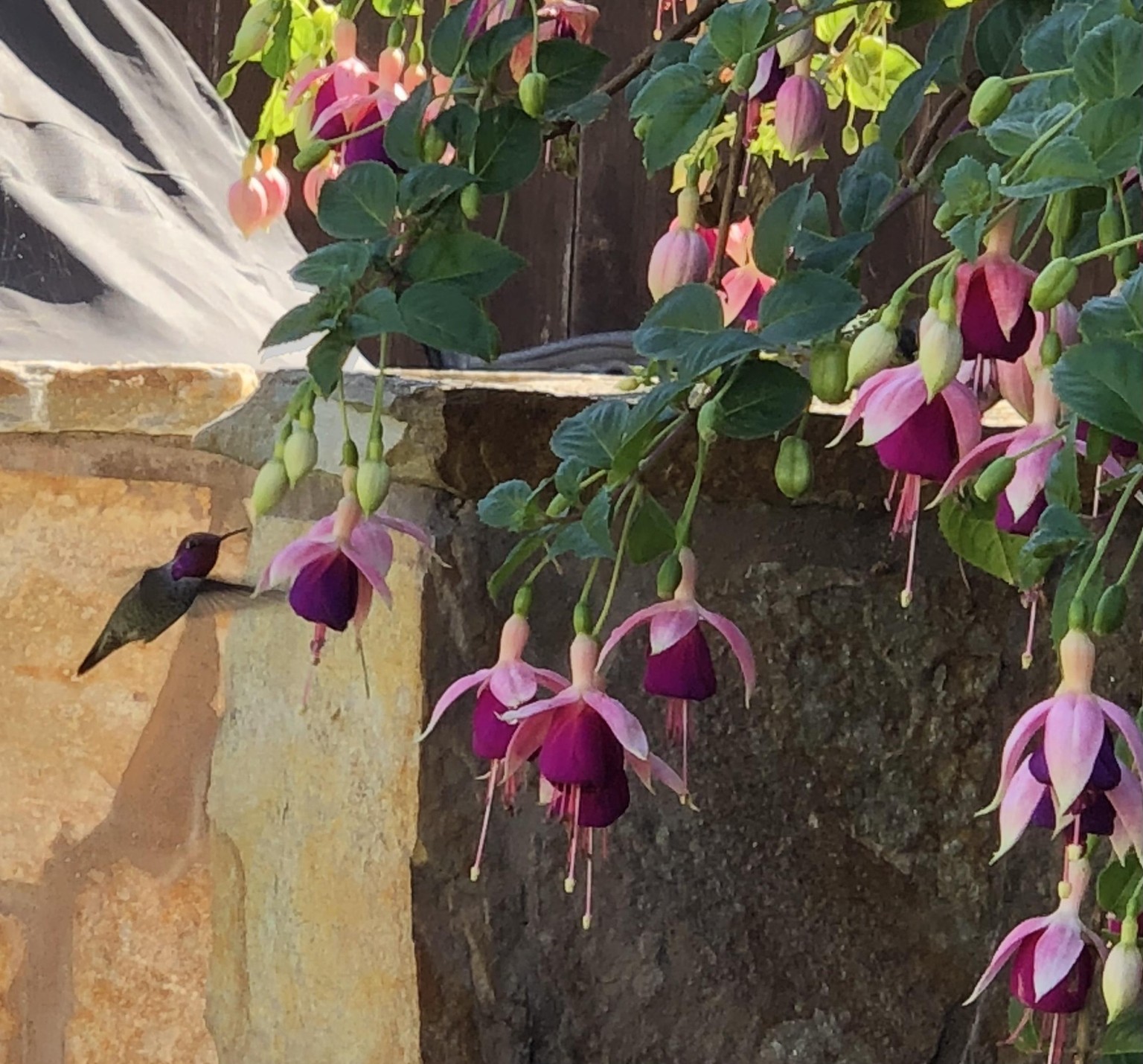 Anna’s hummingbird - image 3 - student project